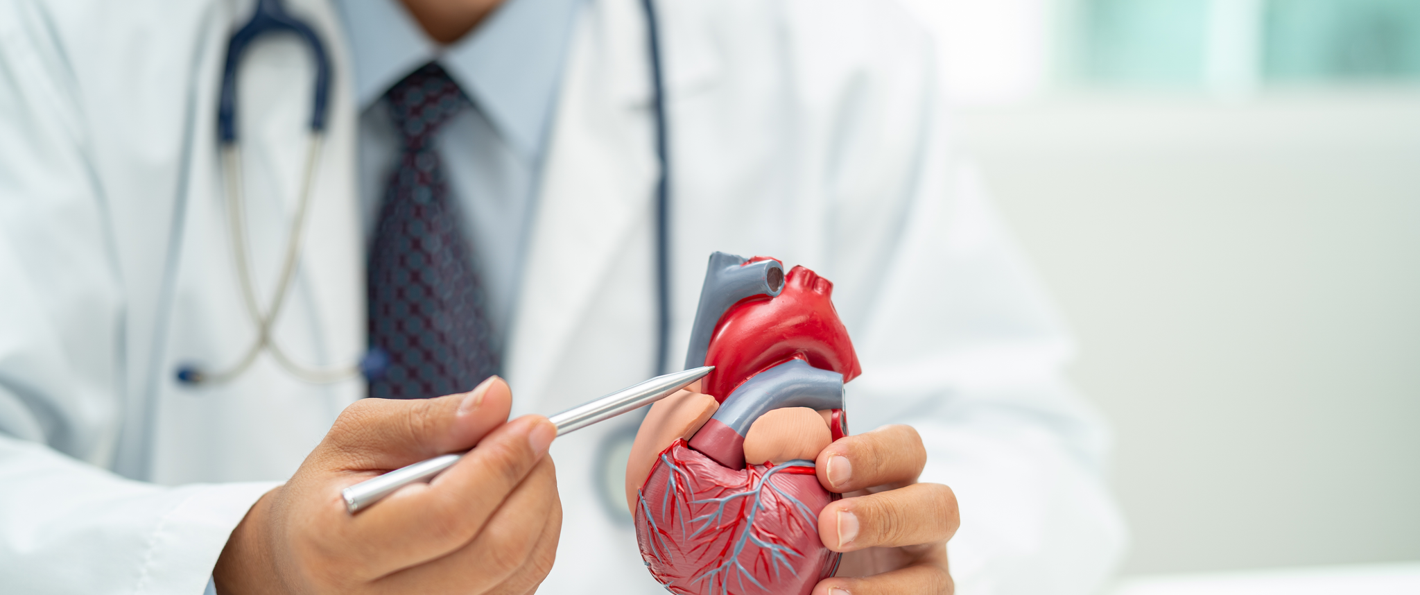 Doctor holding heart anatomy model 