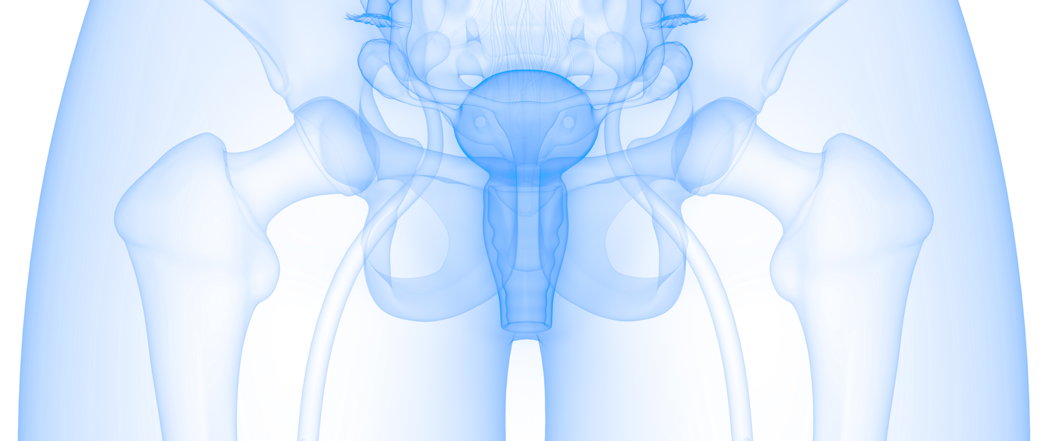 3D Illustration Concept of Female Reproductive System Anatomy