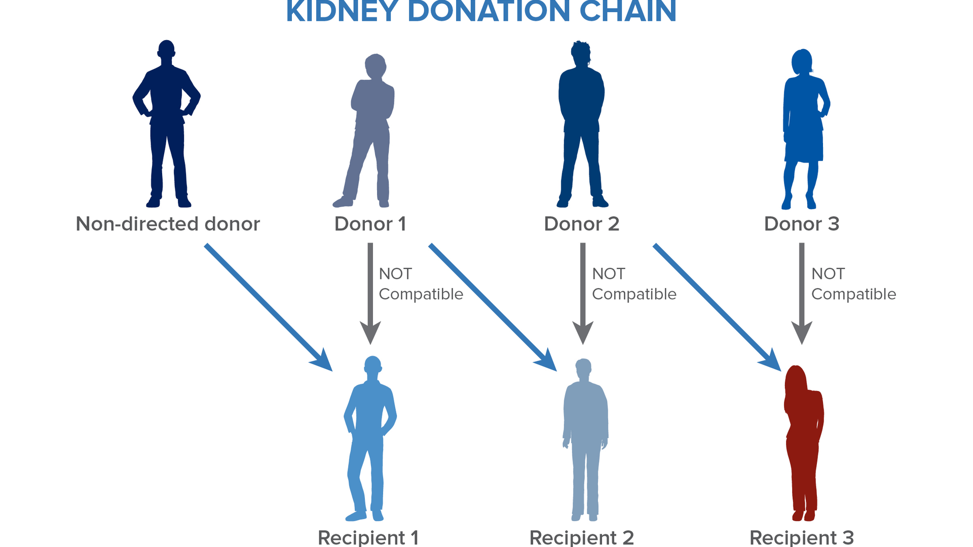 A chart of the kidney donation chain