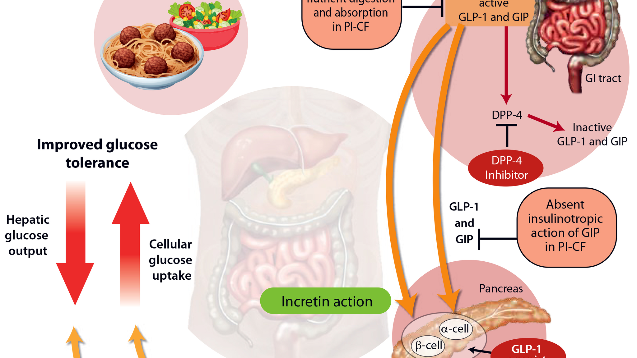 active glp 1 Enrolling trial: GLP-1 agonist therapy in cystic fibrosis
