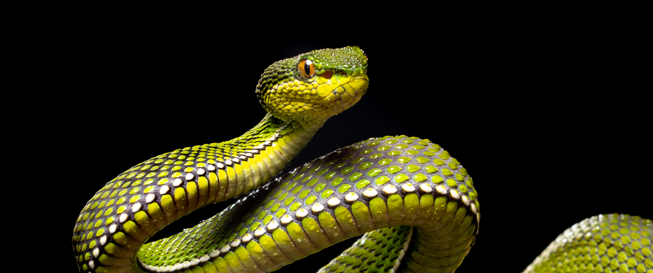 A snake with green, white, and black scales on a tree branch