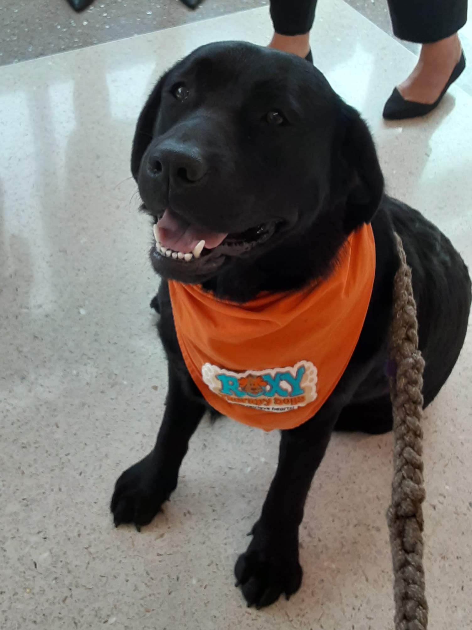 A therapy dog wearing a bandana that says Roxy Responder team