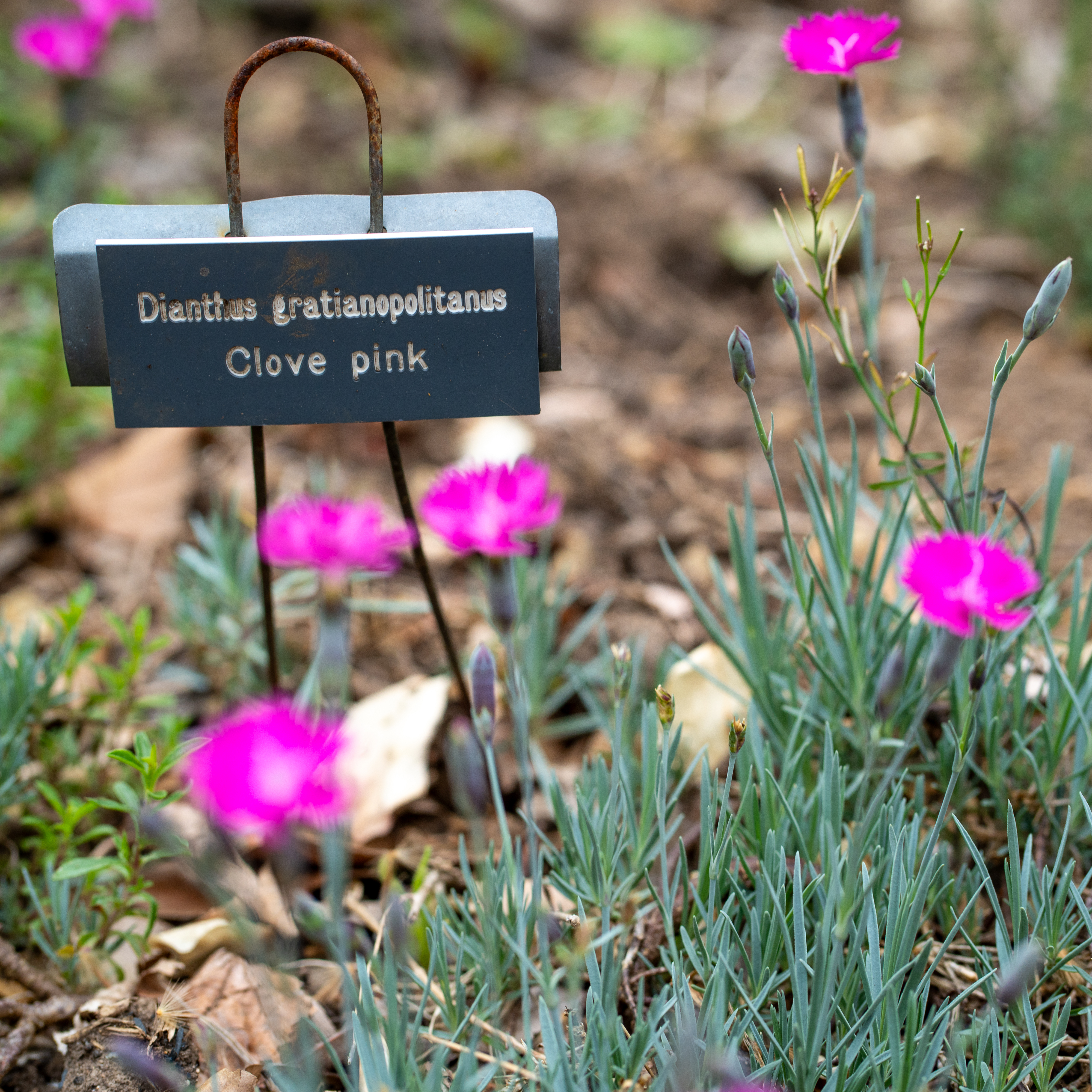 Clove pink plants in the Pennsylvania Hospital Physic Garden