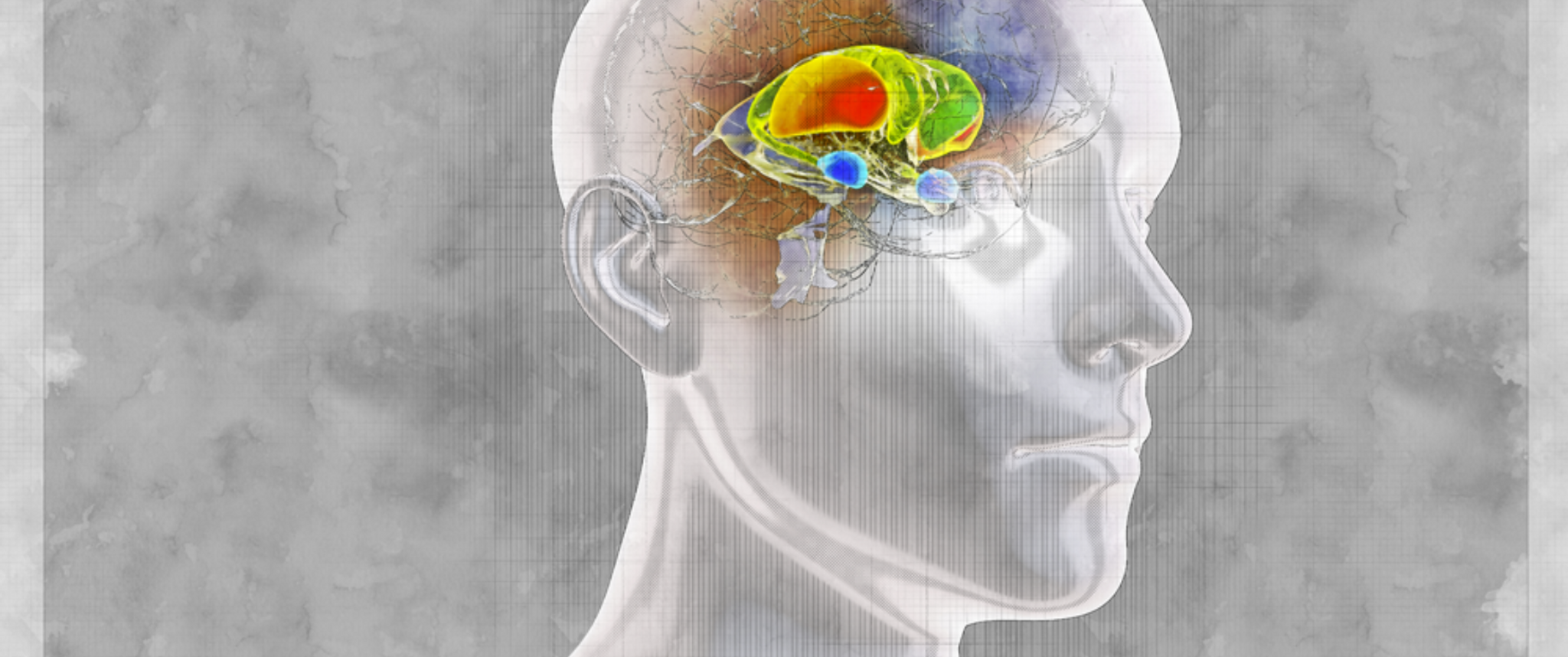 An illustration of a human figure with its brain shown in cross-section, with parts brightly colorful