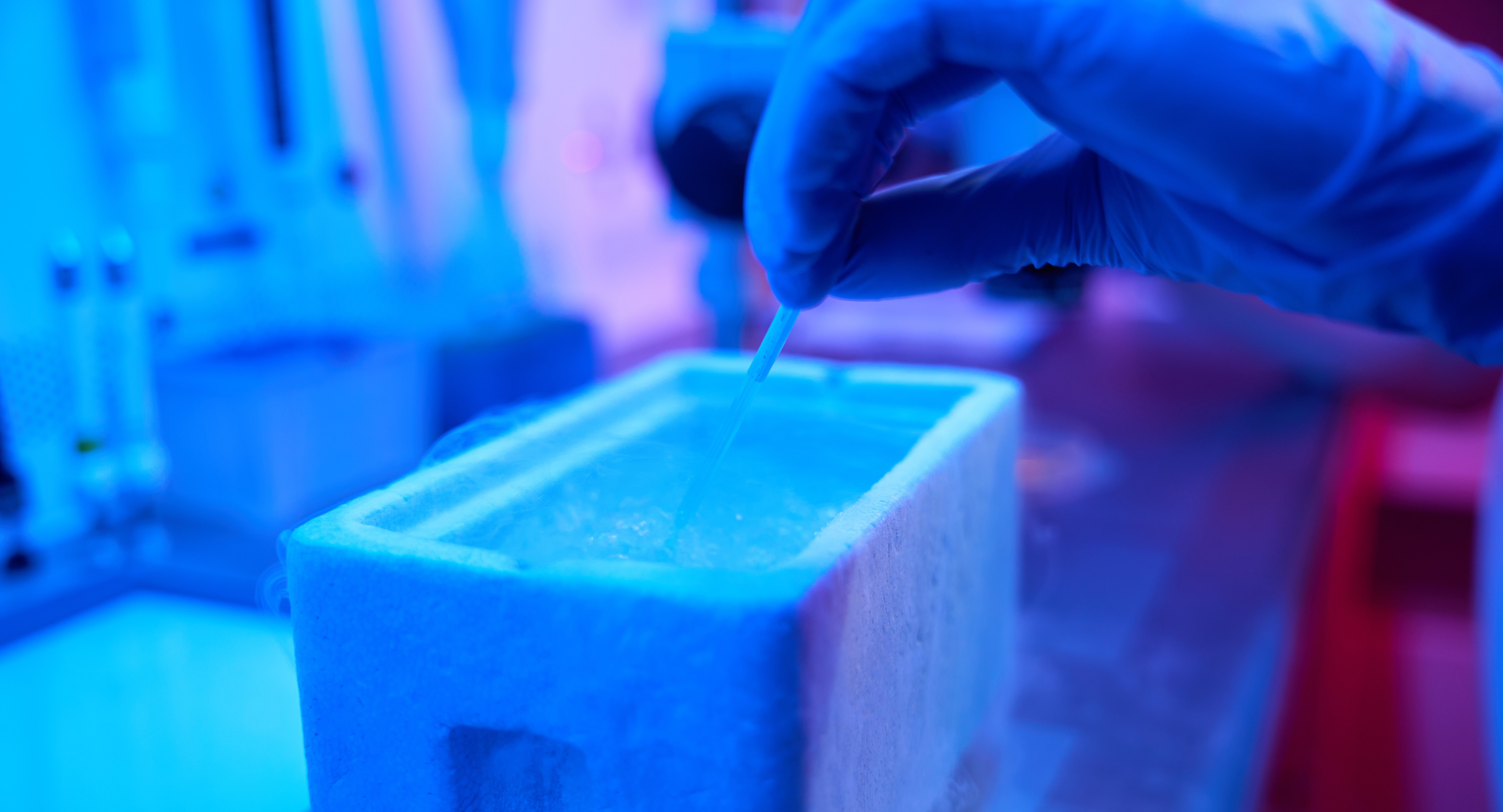 Lab worker immerses a straw with an embryo in a tank of liquid nitrogen