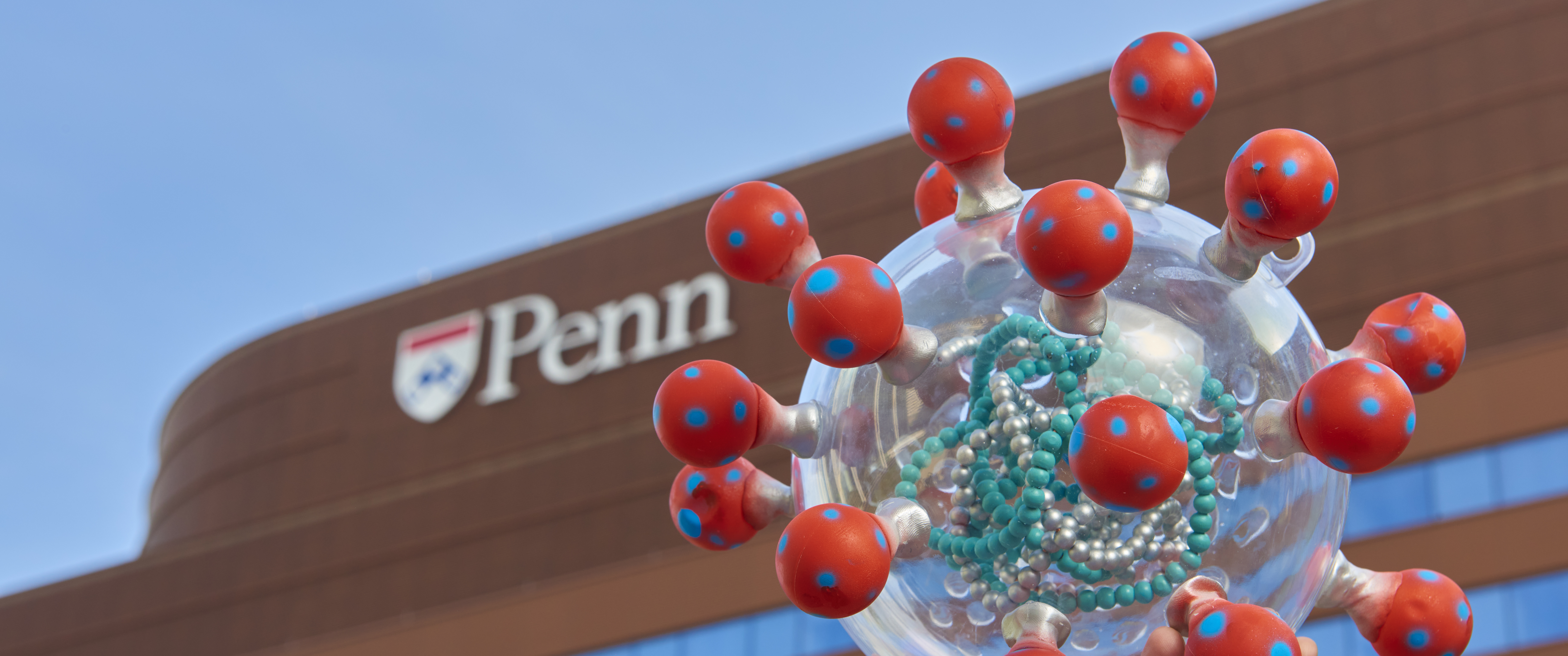 T-cell model being held in front of the Penn Medicine Pavilion