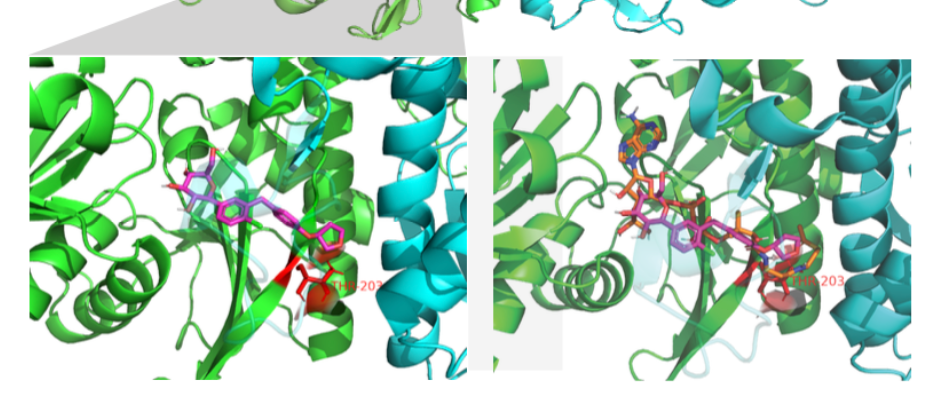 Blue and green ribbon models of the enzyme PANK1