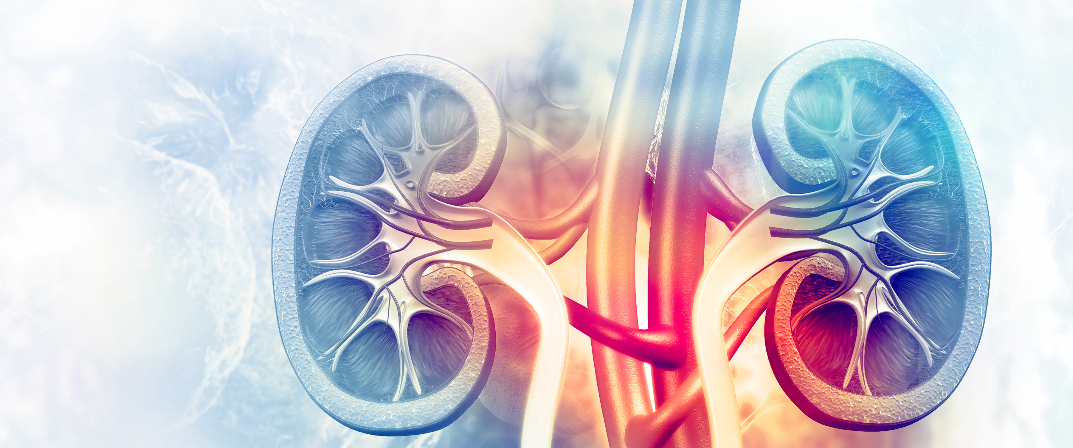 An illustrated cross section of the kidneys