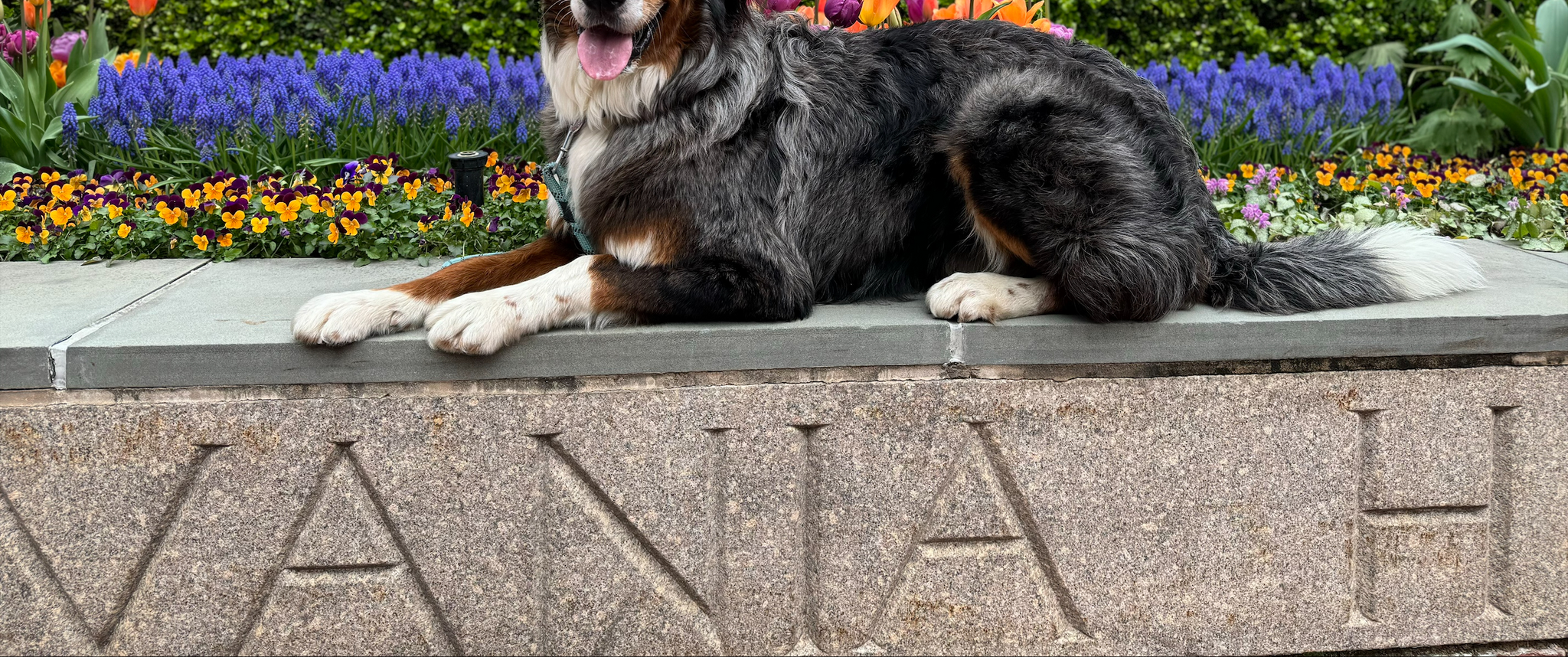 Marley, an adorable dog, poses for a photo in front of tulips above a low wall outside Pennsylvania Hospital