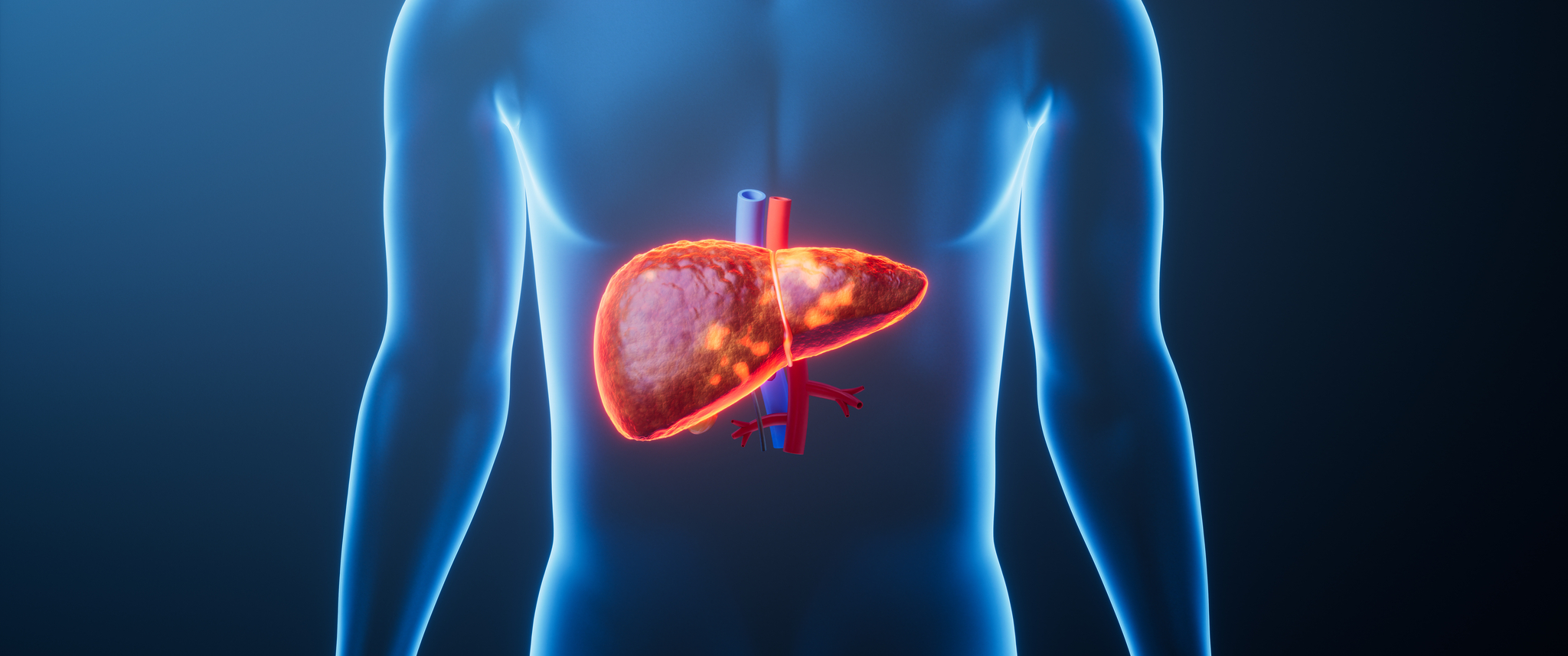 Organ liver in the transparent human body, 3d rendering. 3D illustration.