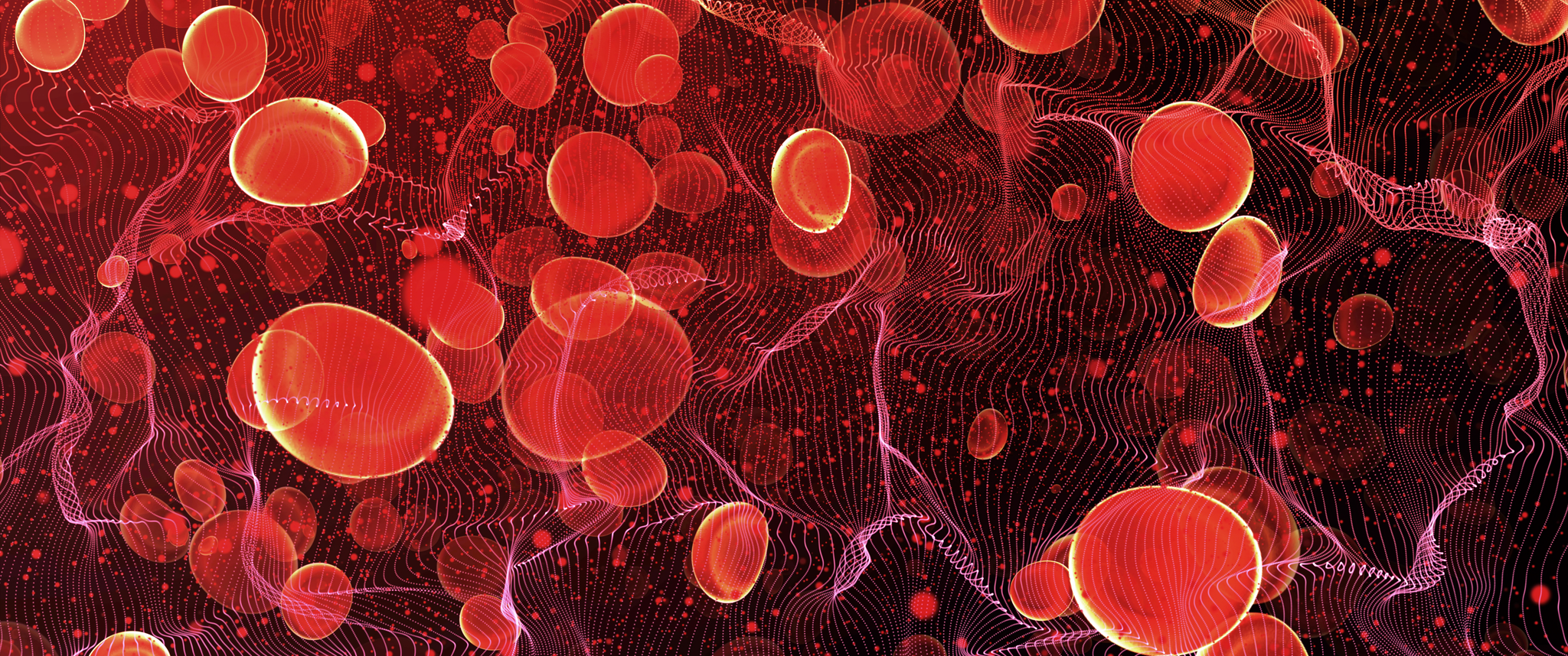 Red blood cells in travel an artery