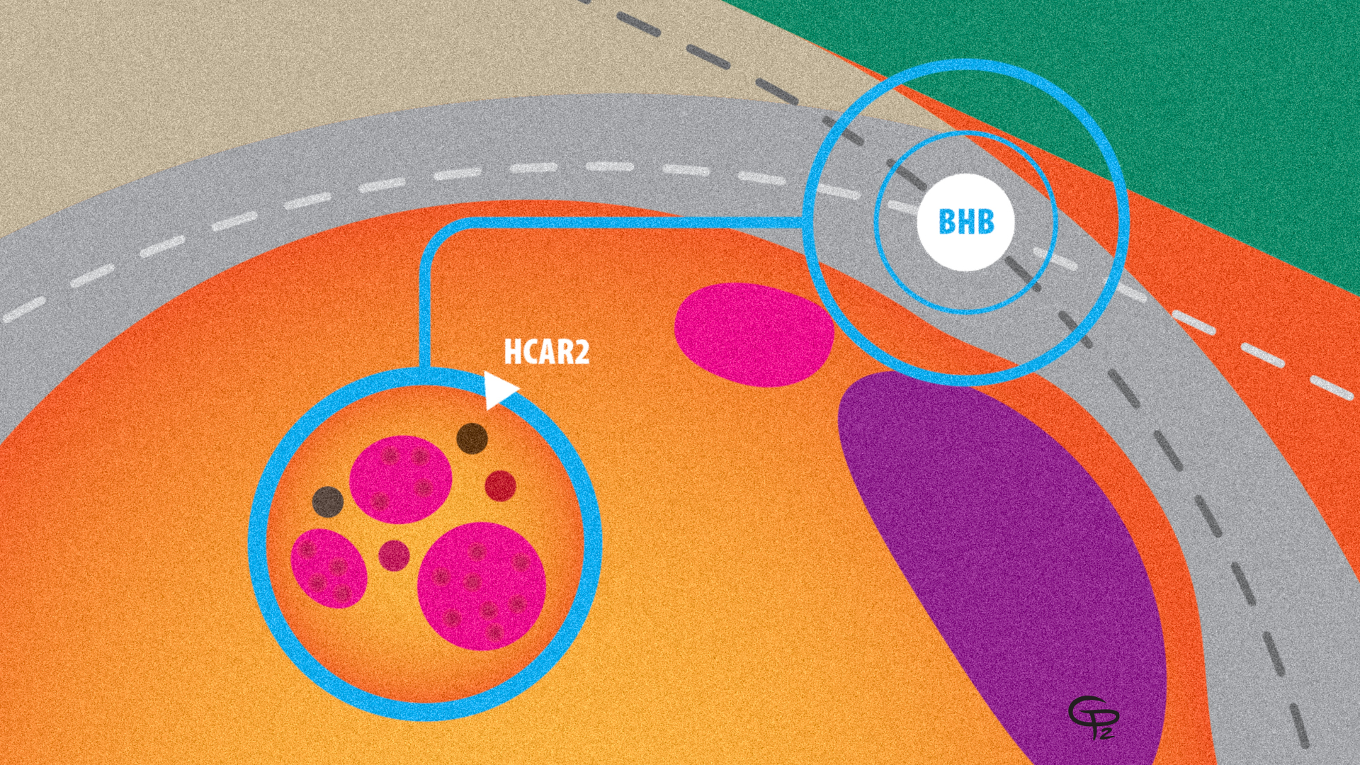 A digital illustration of a cancer cell with abstract shapes labeled to represent a molecule BHB and one called HCAR2