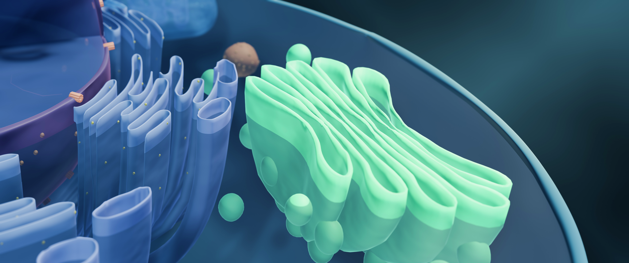Digital illustration of the golgi apparatus
