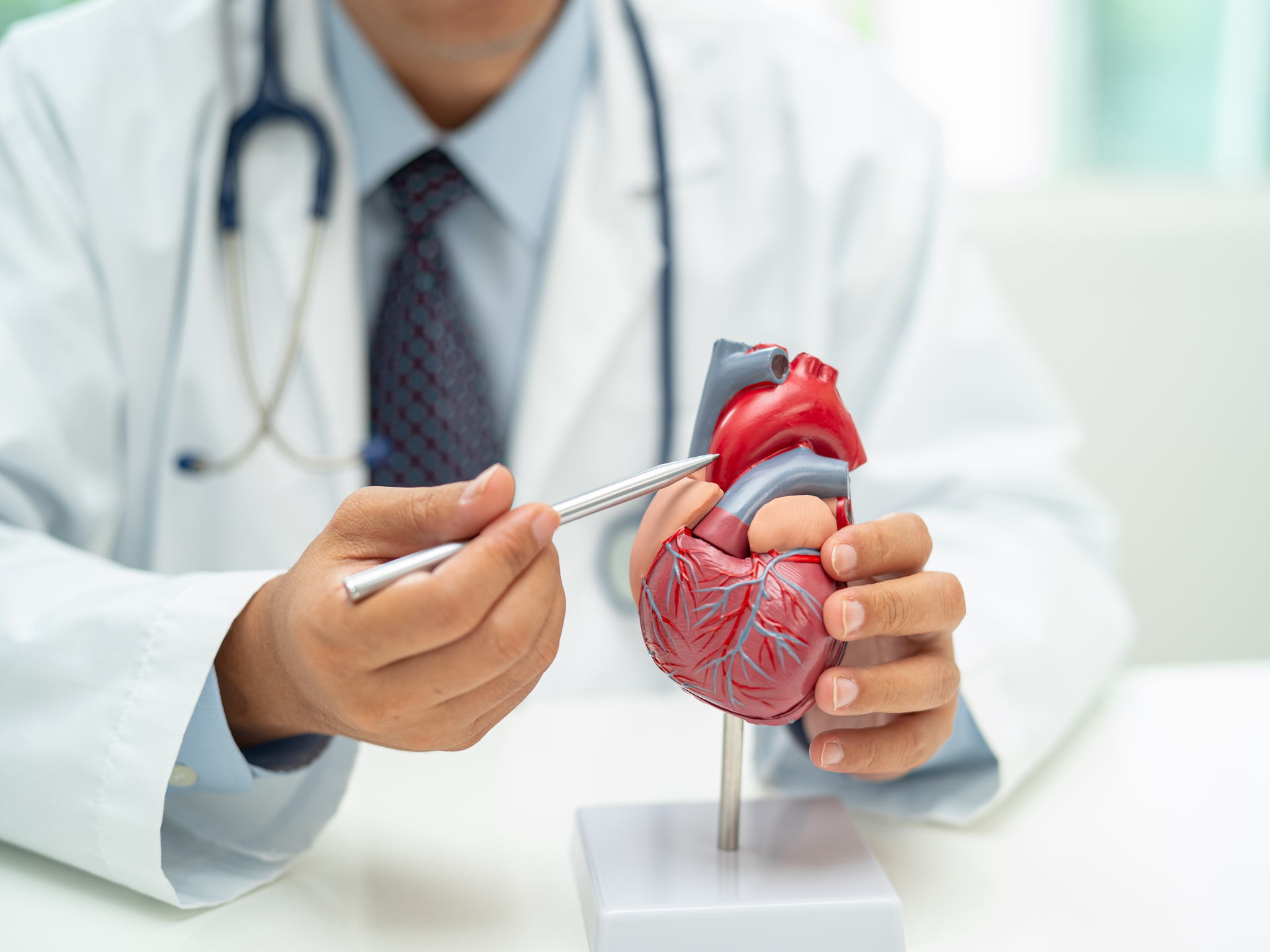 Doctor holding heart anatomy model 