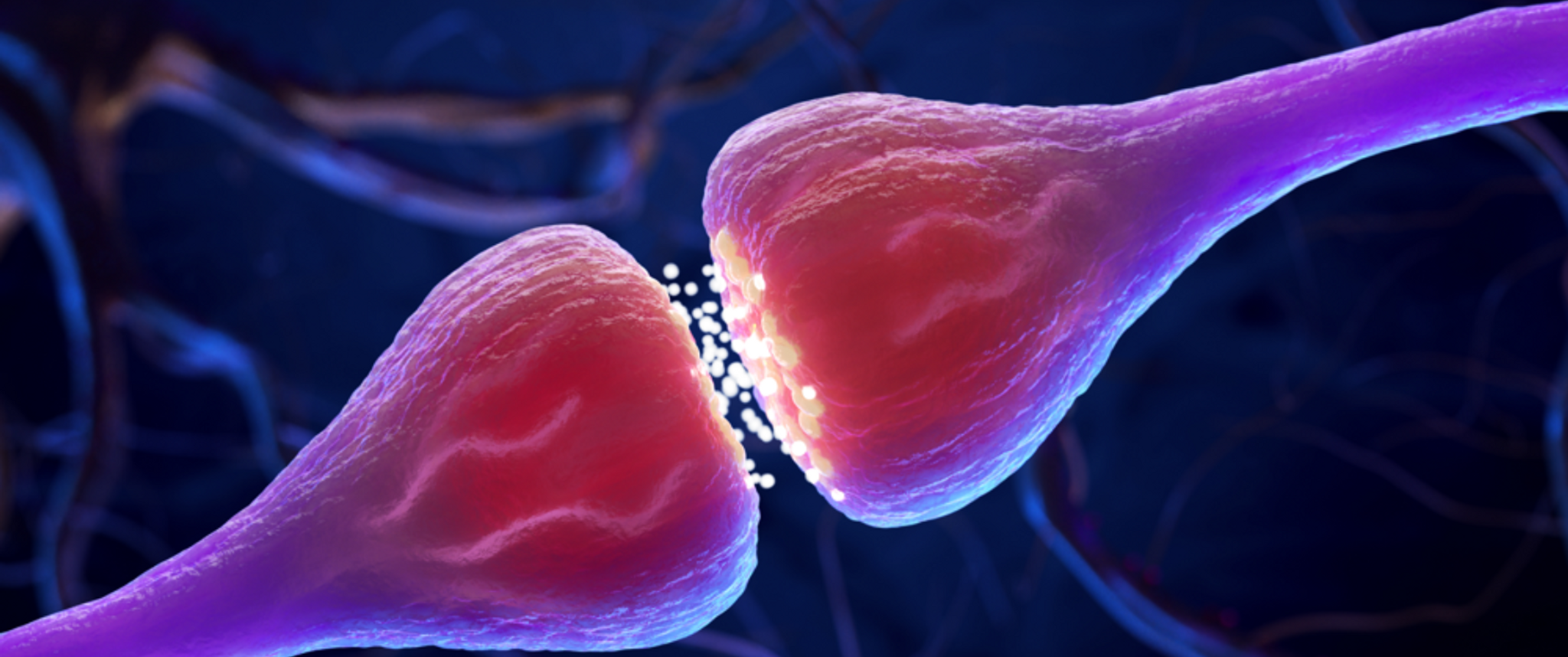 An illustration of a synapse between two neurons