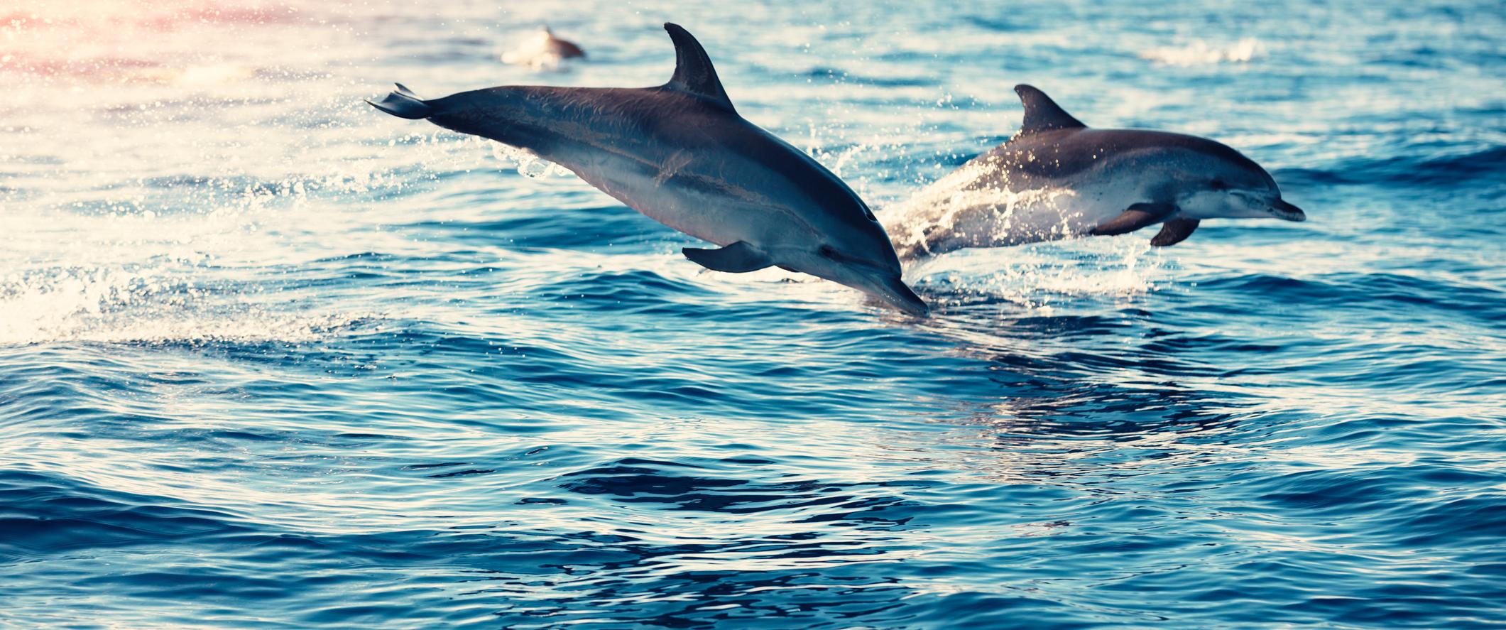 Two dolphins leaping out of the ocean