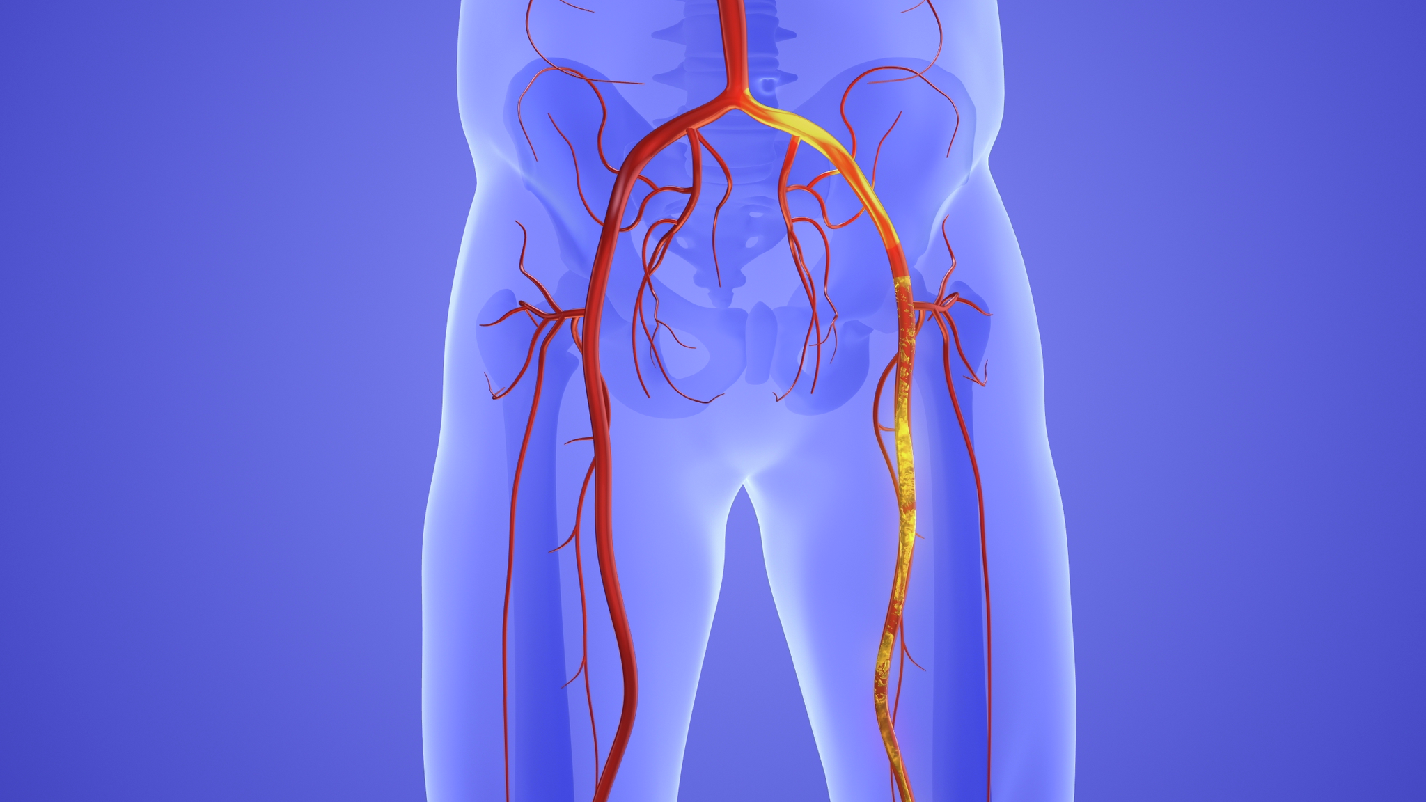 Blood flow in the lower body