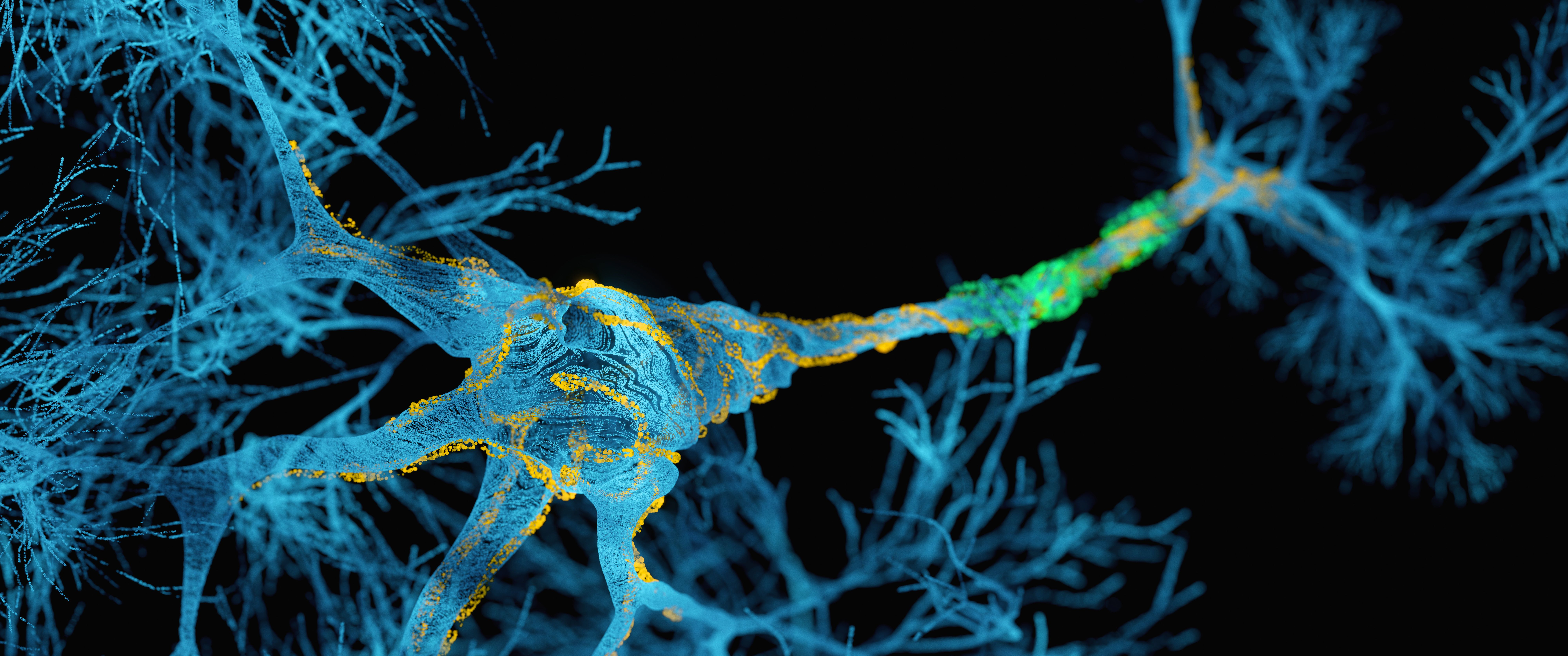 A digital illustration of a neuron