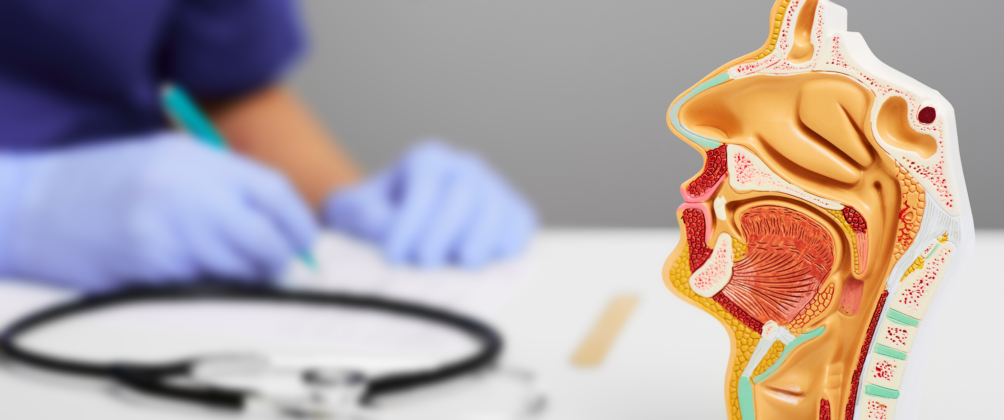 A doctor takes notes on a desk with a nasal and oral cavity anatomical model and a stethoscope
