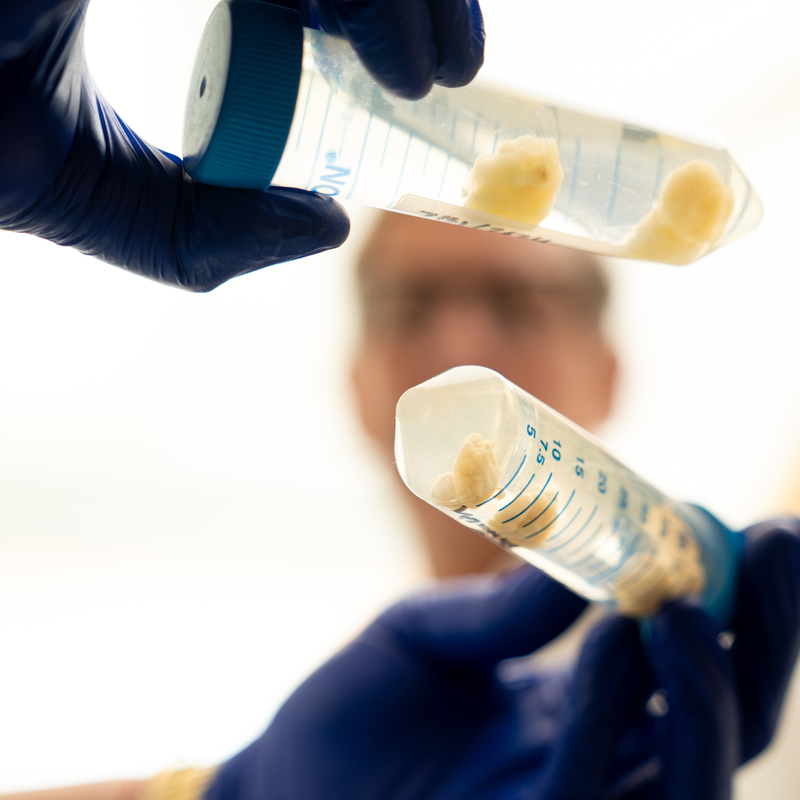 Gloved hands hold two large tubes containing clumps of cells in a clear liquid