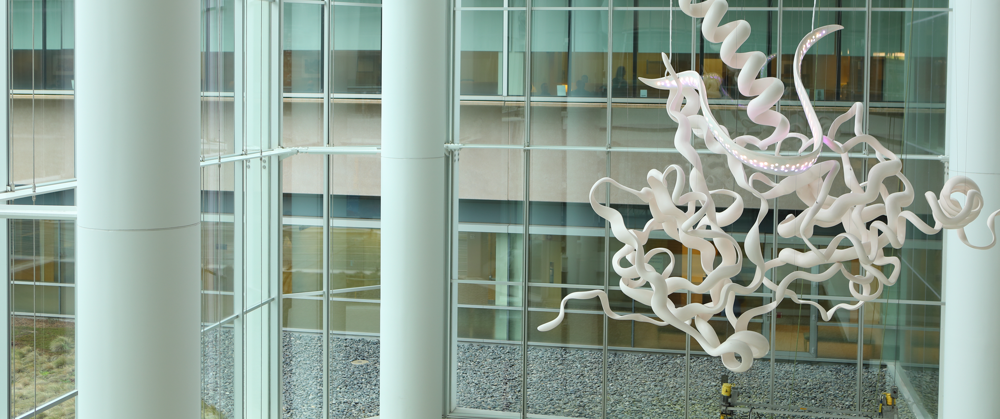 A large suspended sculpture, Homologous Hope, depicts the BRCA gene in the form of swoops and swirls of a smooth white ribbon-like shape