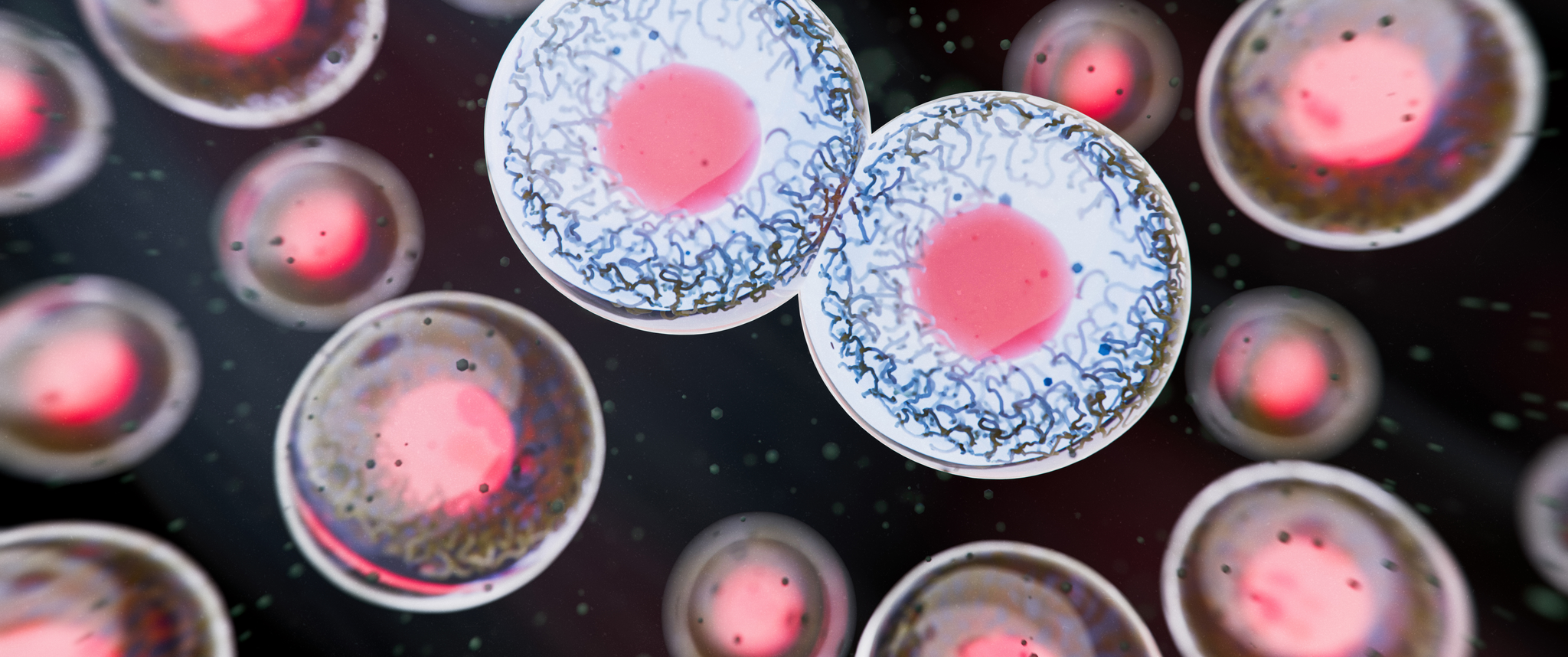A collection of human bone marrow stem cells