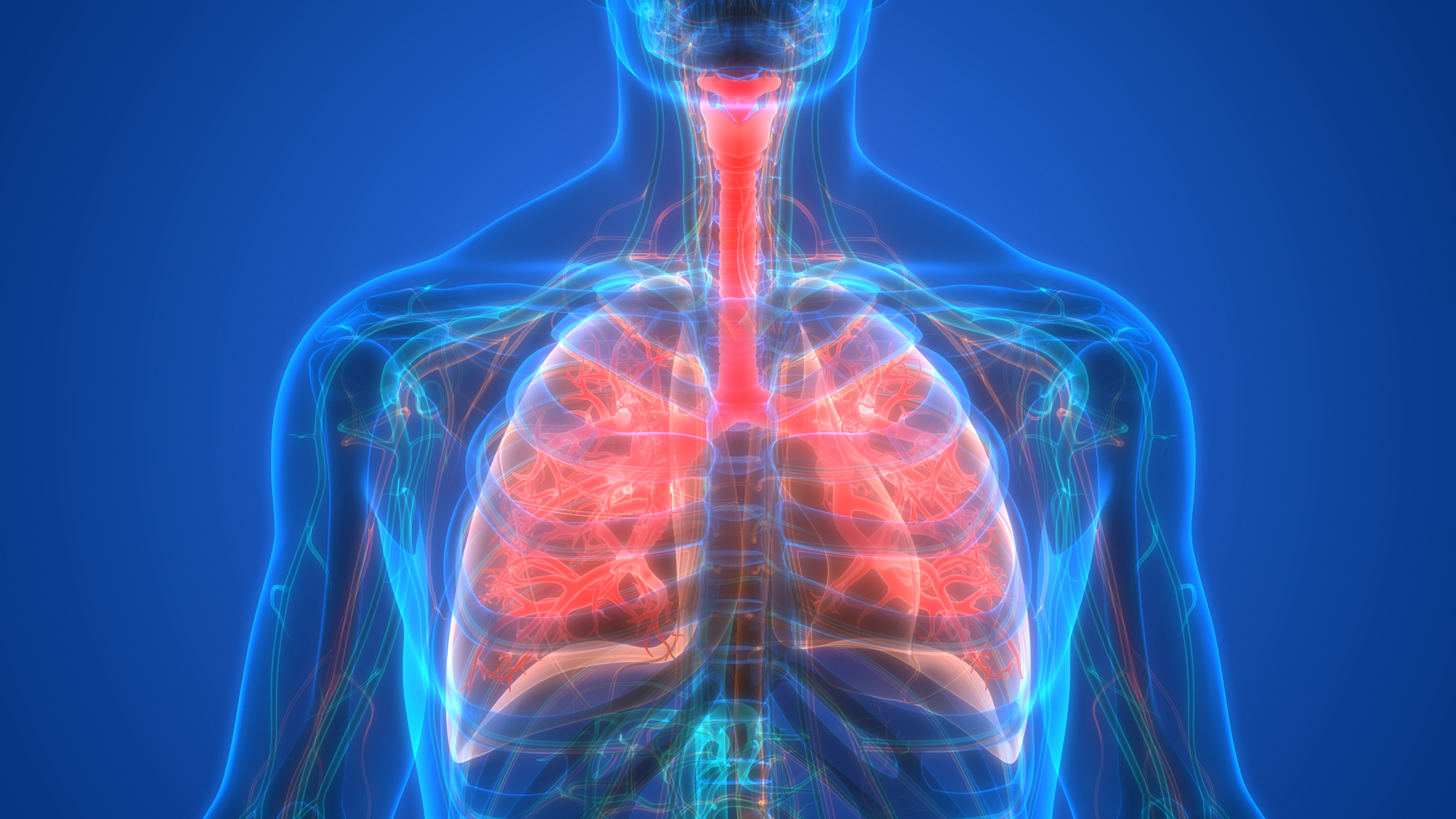 A  3D Illustration of the lungs