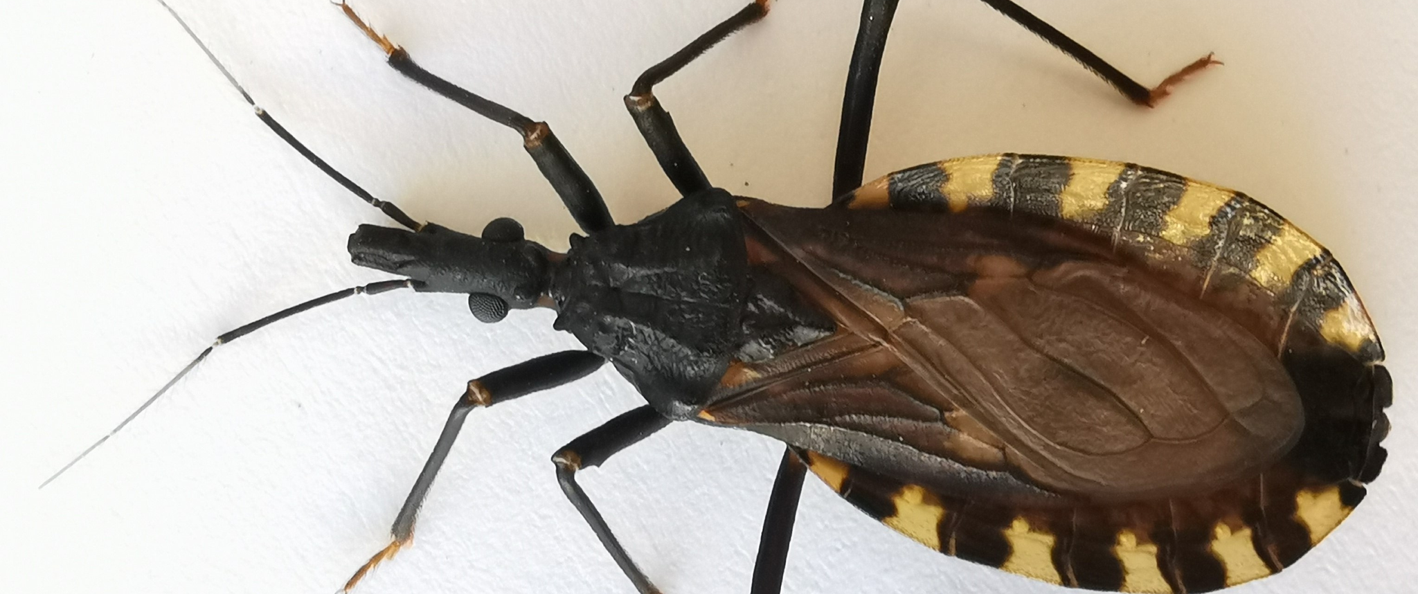 A chirimacha insect on a white surface