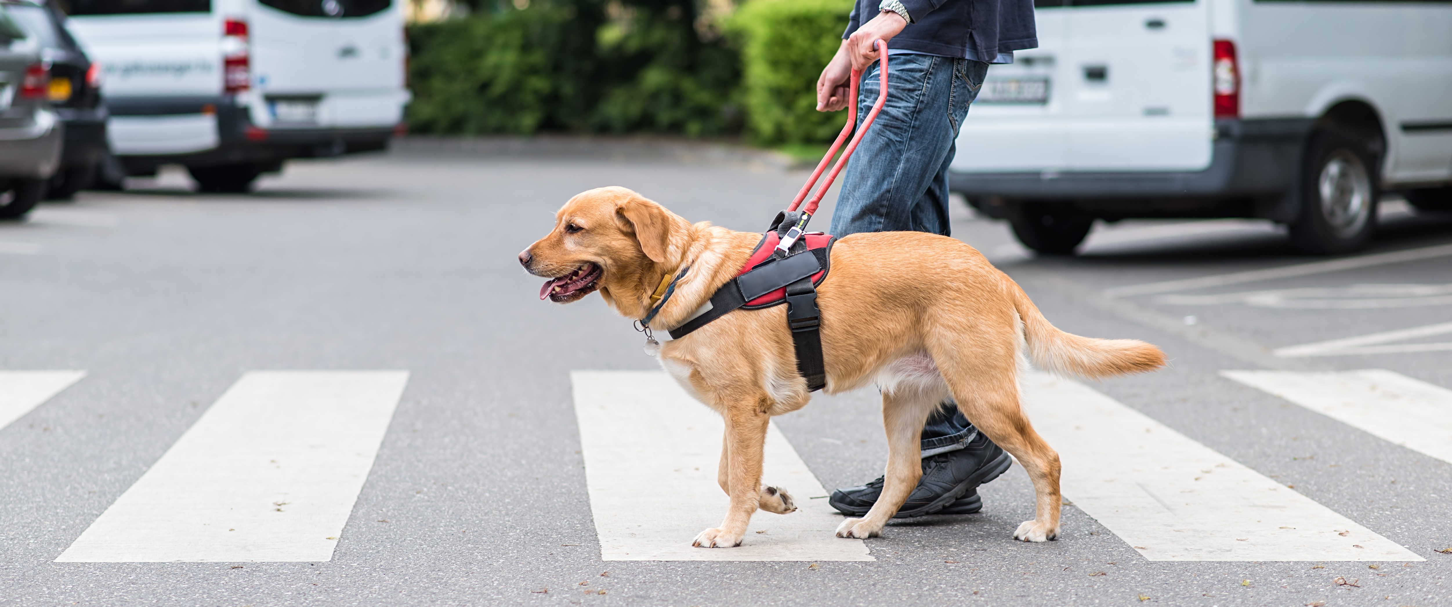 A golden retriever service dog guiding its blind owner across the street.