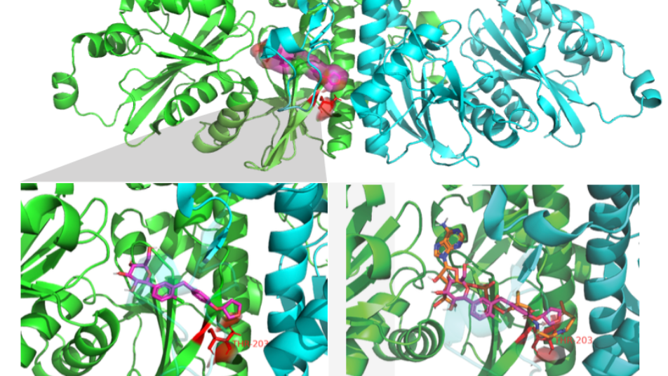 Blue and green ribbon models of the enzyme PANK1