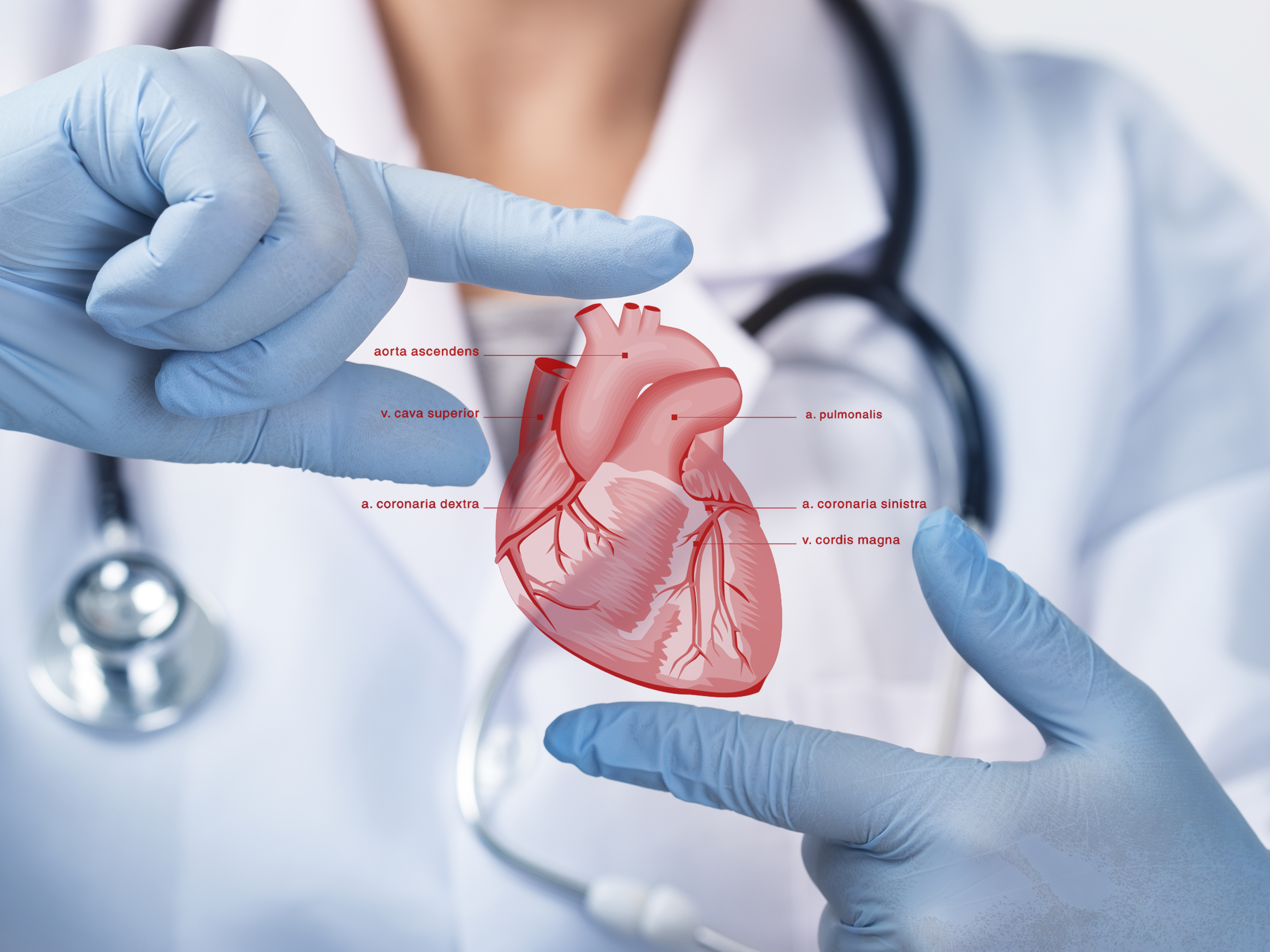 Doctor holding an image of a heart.jpg