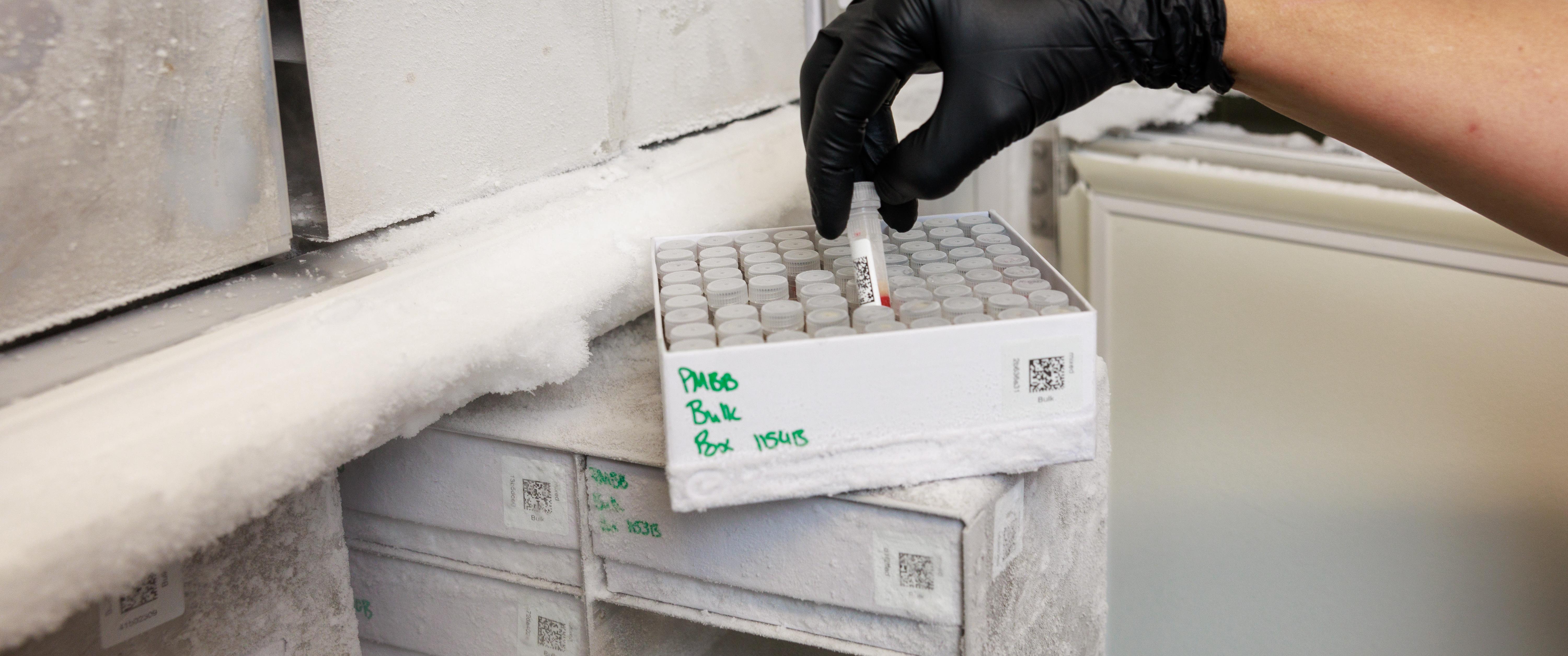 A person's hand in a black glove lifts a small plastic tube with blood from a box of many such tubes, stacked on top of a frost-covered rack of many more boxes, in an open freezer.