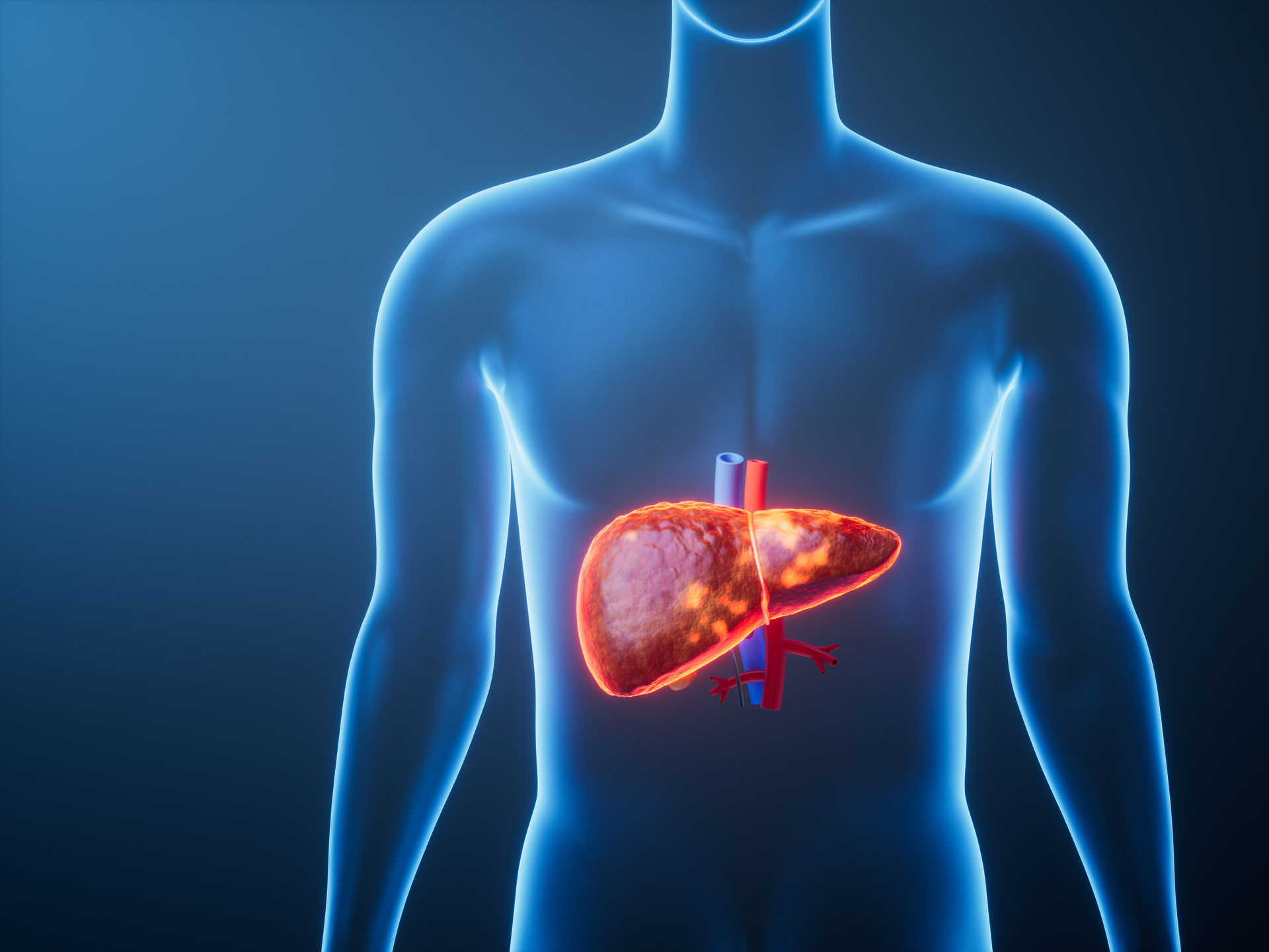 Organ liver in the transparent human body, 3d rendering. 3D illustration.