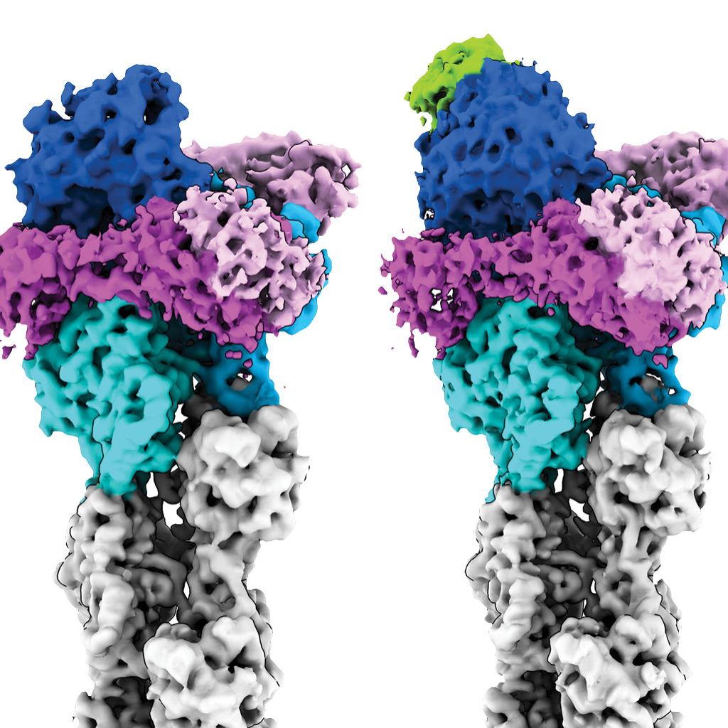 Images created by an electron microscope of actin filaments at various stages of lengthening