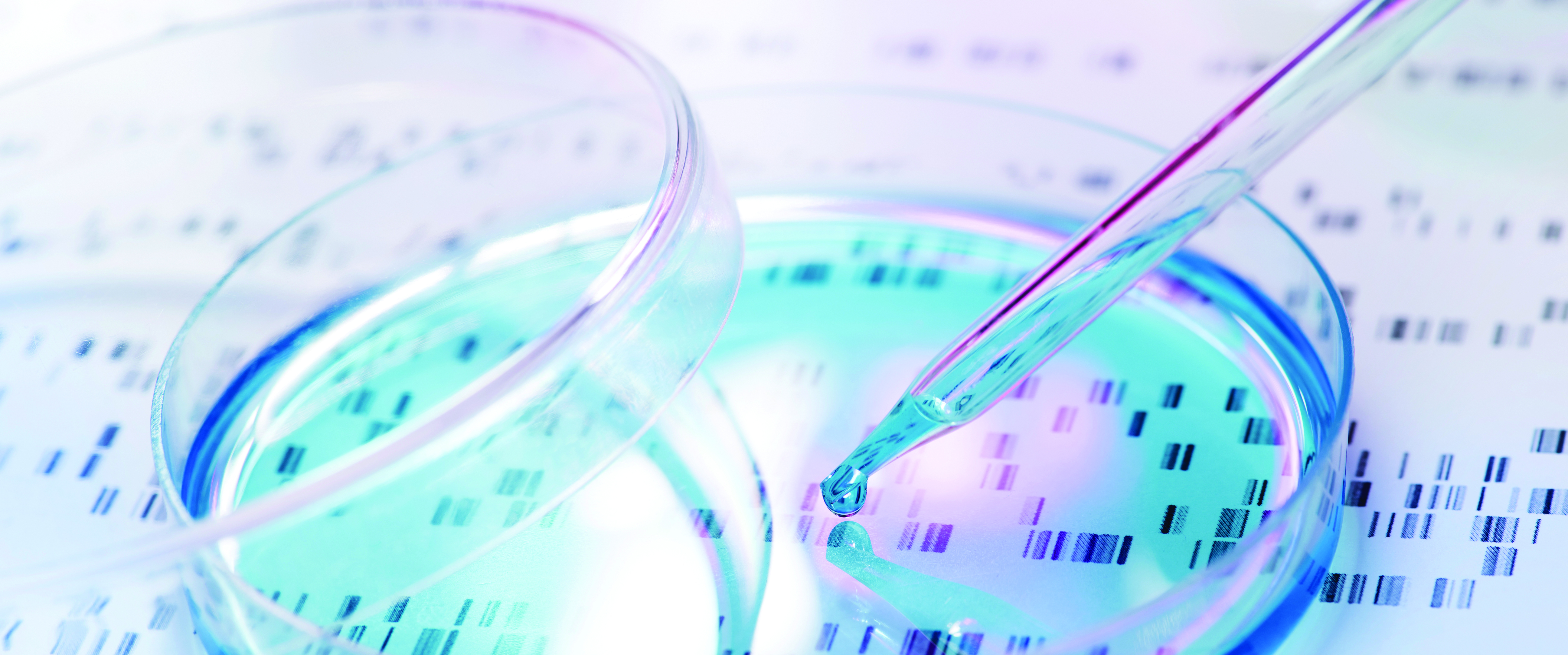 DNA sample being pipetted into petri dish with DNA gel in background
