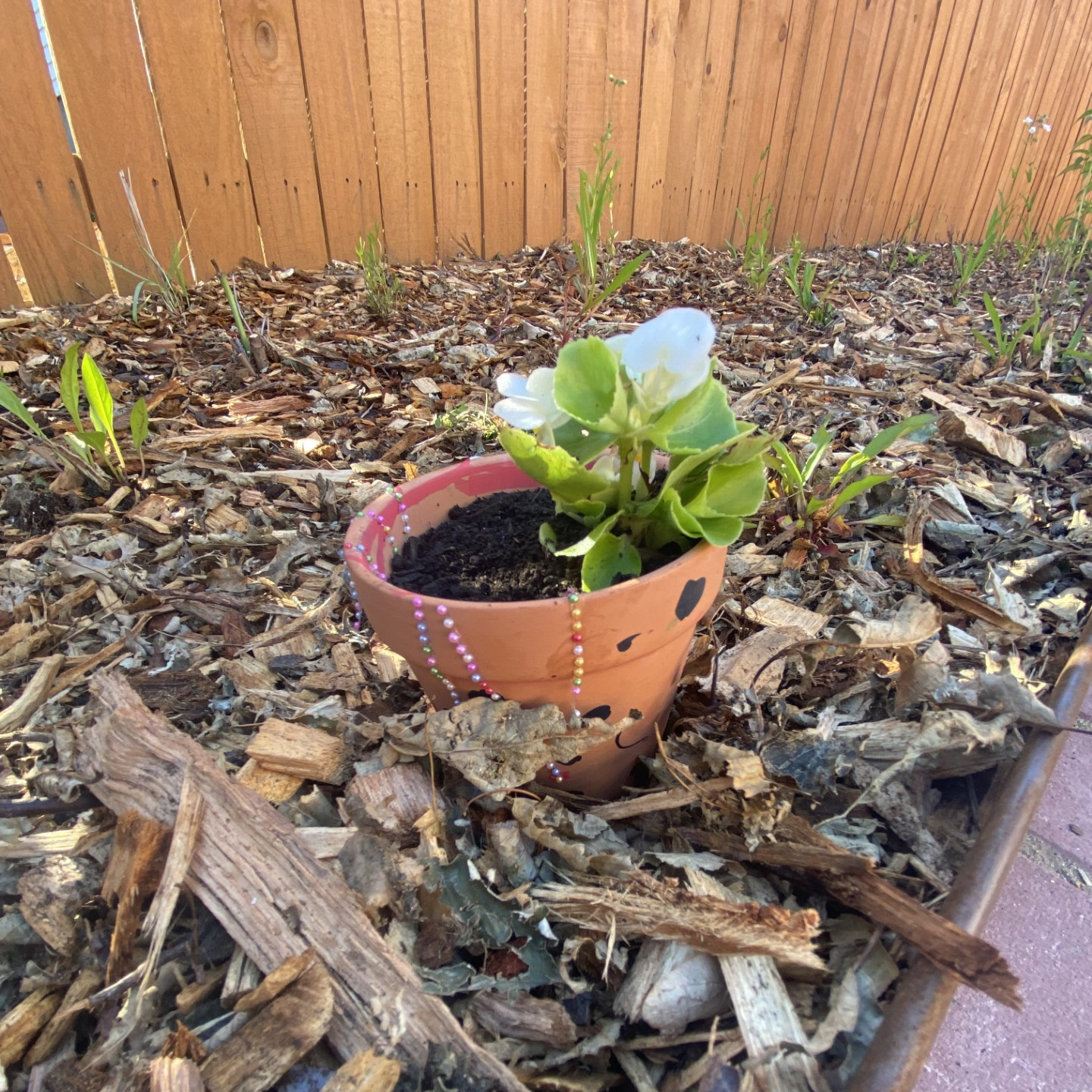 Wood chips surround a white flower in a small, decorated clay pot
