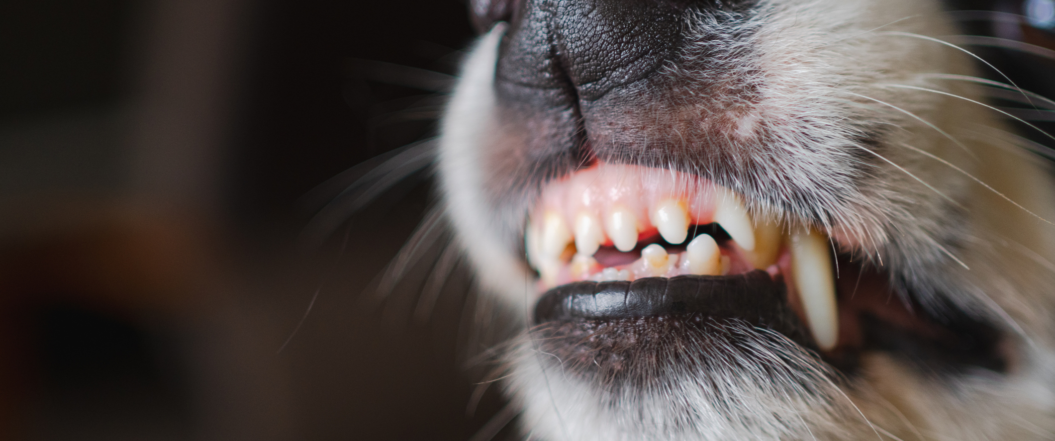 A snarling dog's jaw