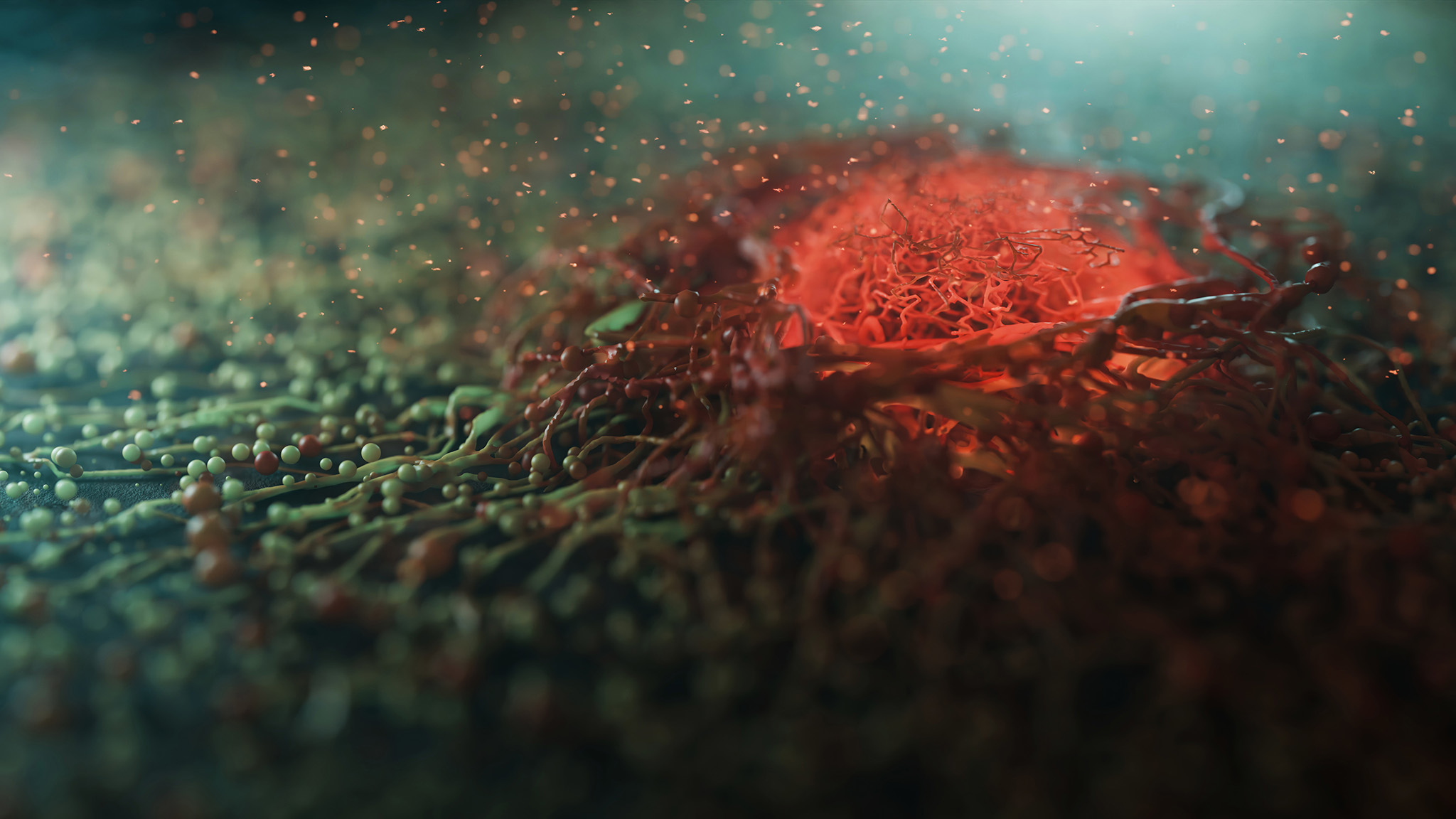 Solid tumor cancers melanoma and synovial sarcoma.