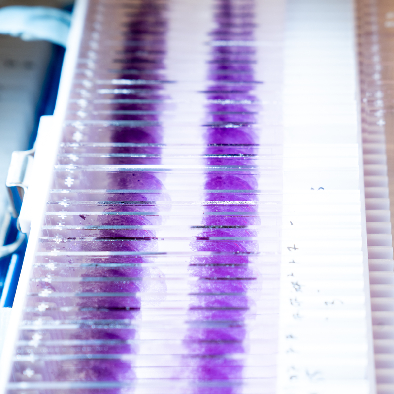 A box containing glass slides for a microscope, all prepared with purple-colored cells