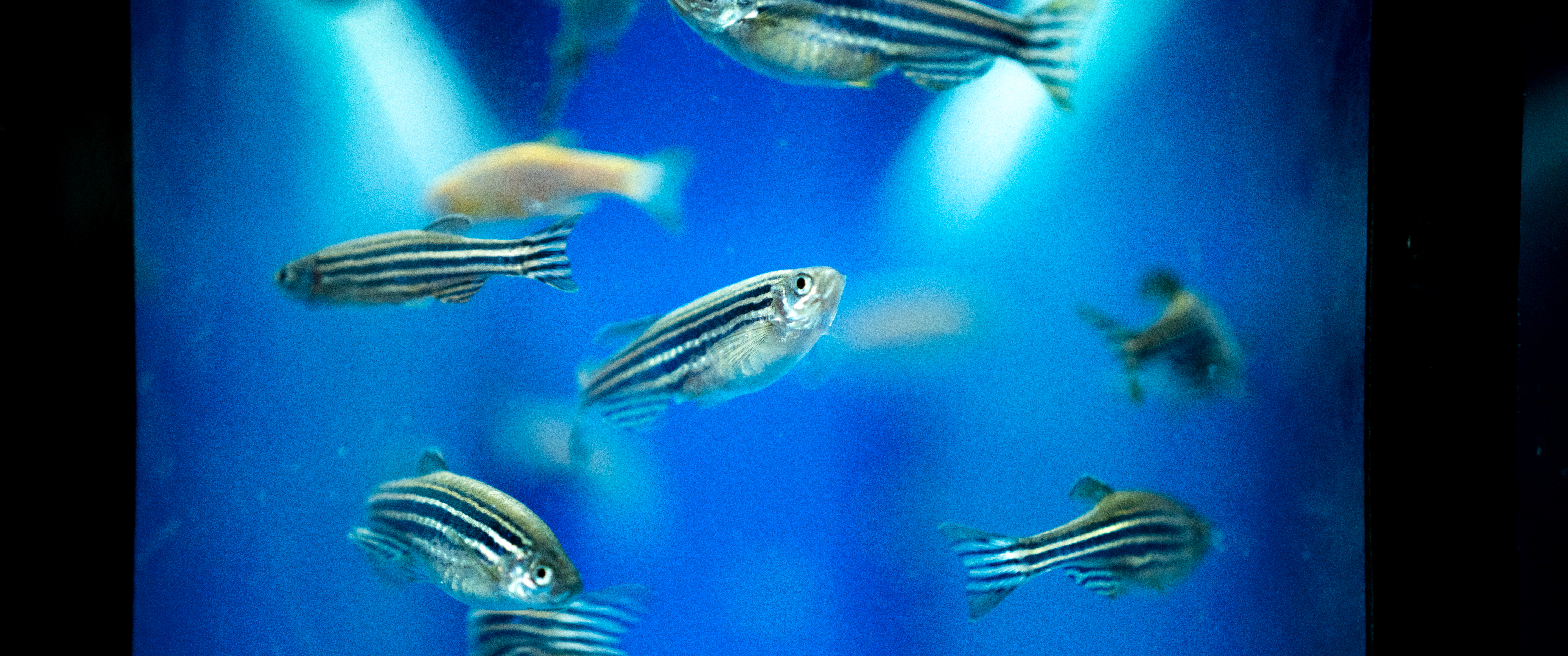 Several zebrafish in a glass tank
