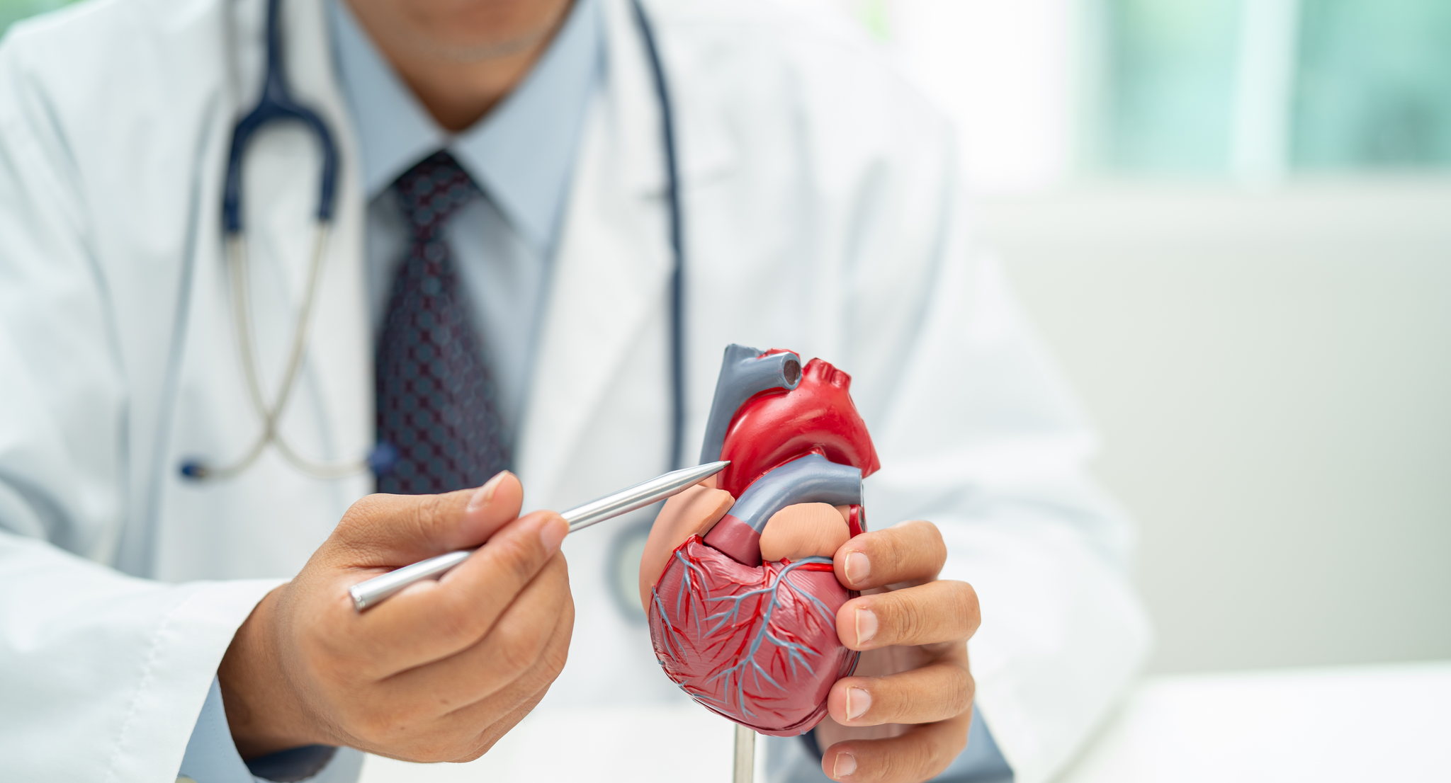 Doctor holding heart anatomy model 