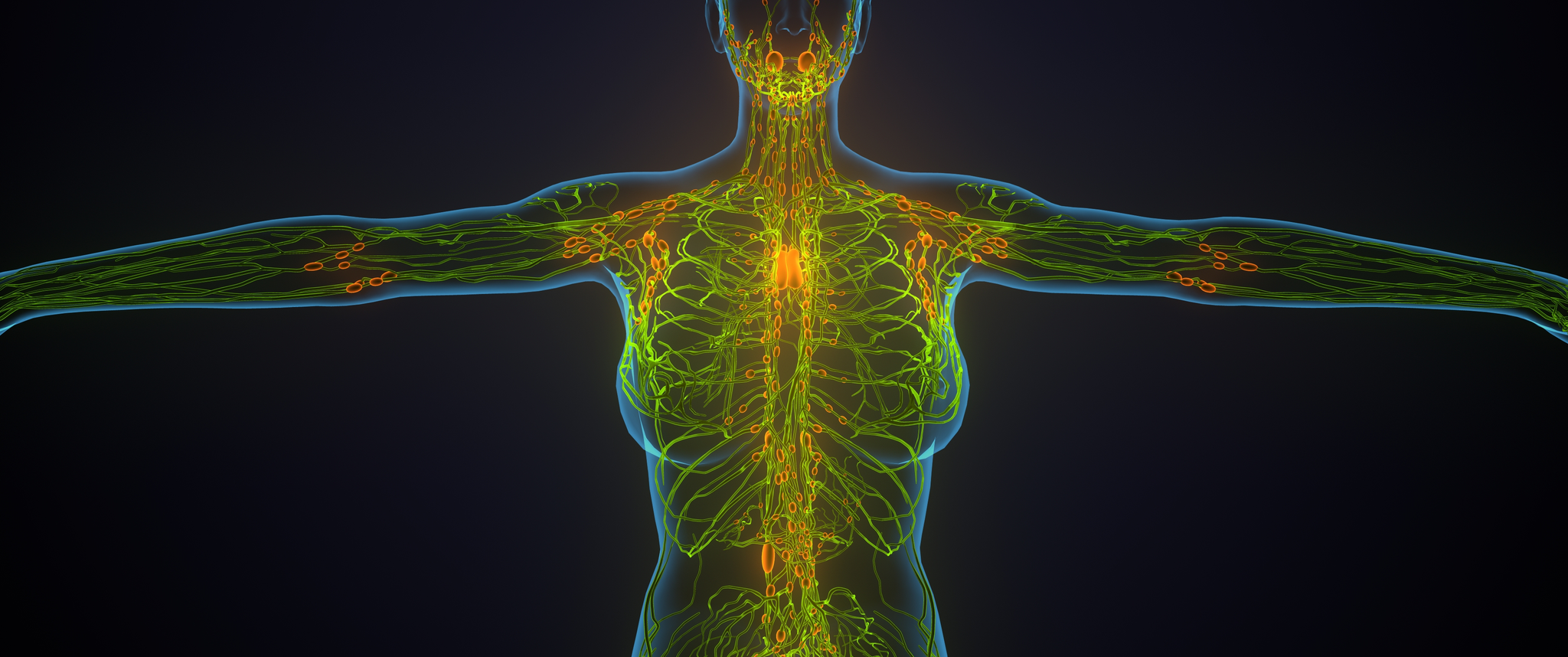 animated body showing the lymphatic system or lymphoid system