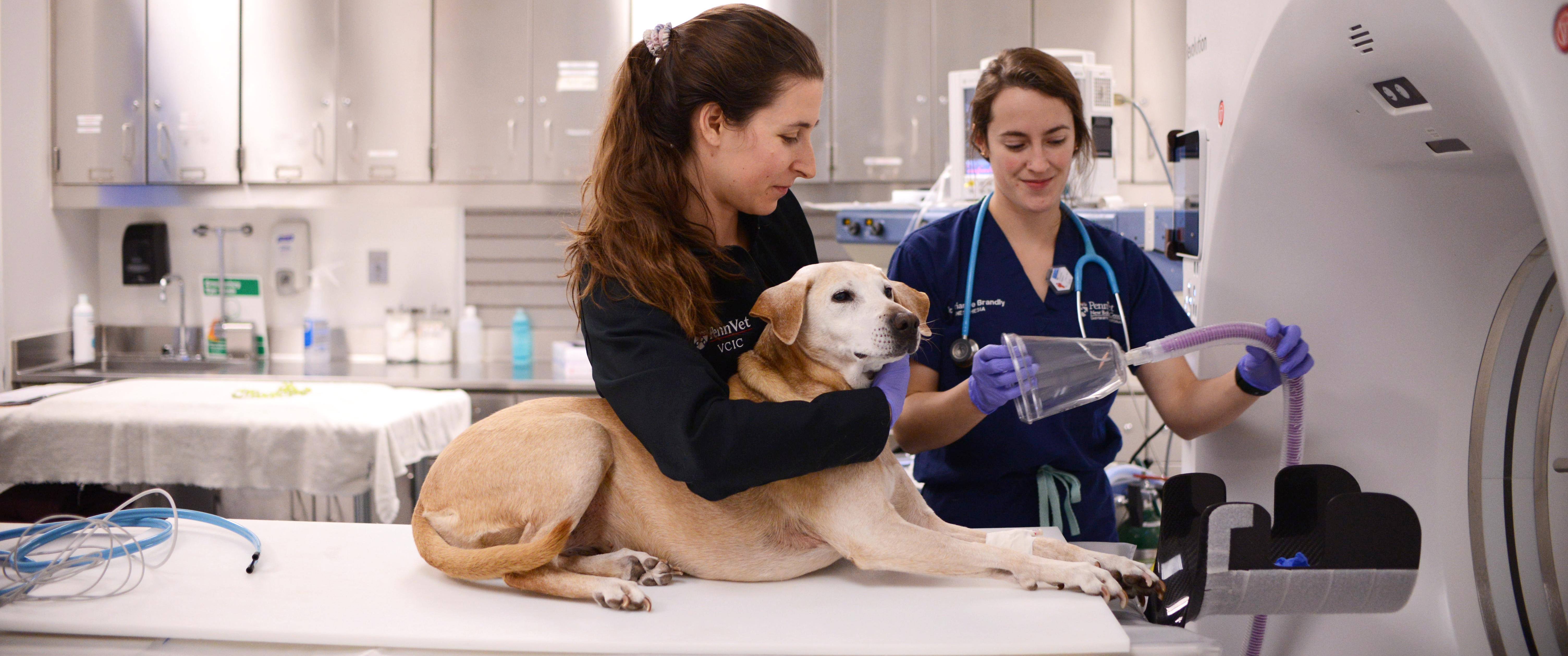 A technician and veterinarian from Penn Vet prepare Ruthie, a yellow labrador dog, for a procedure