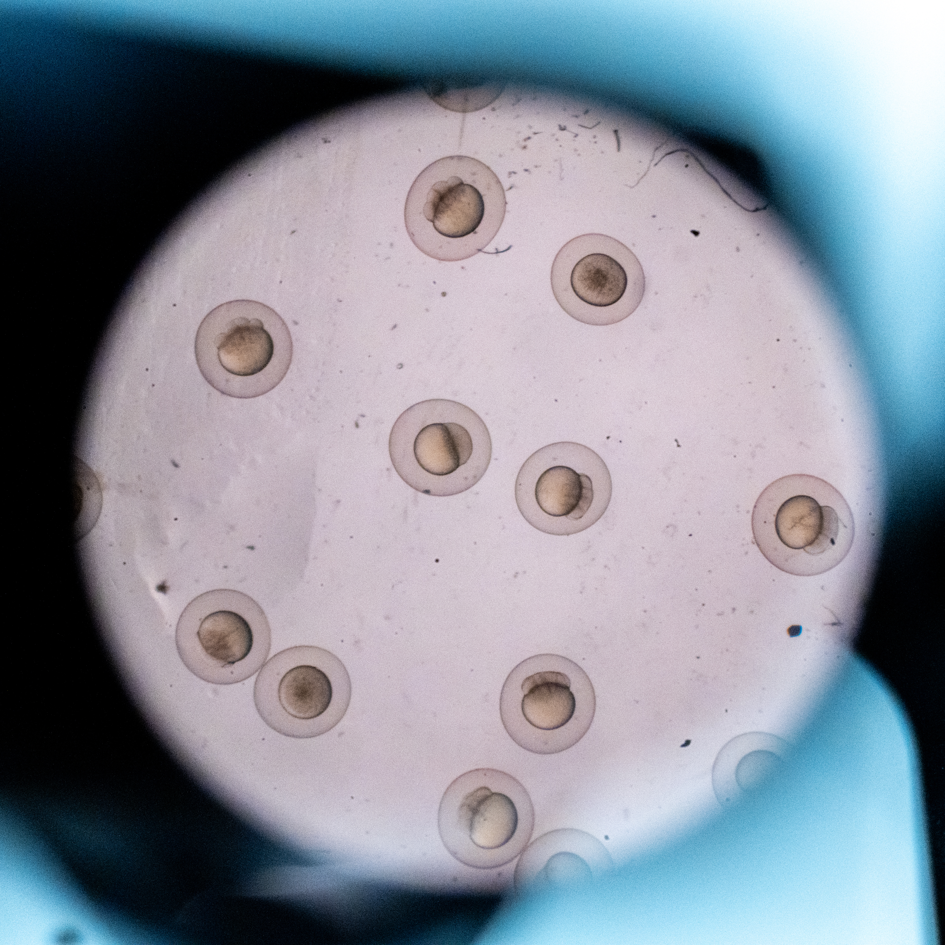 Zebrafish embyros in a petri dish under a microscope