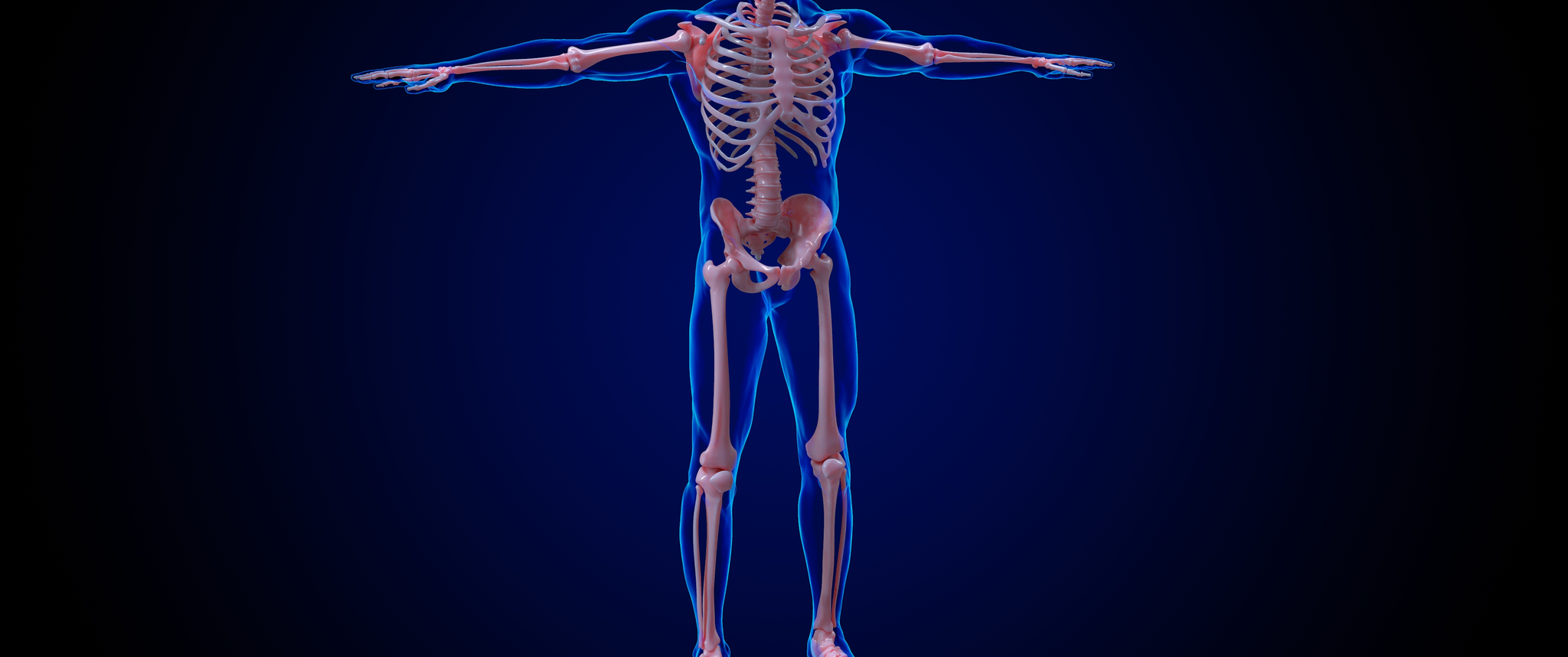 Artistic 3D render of human skeleton anatomy
