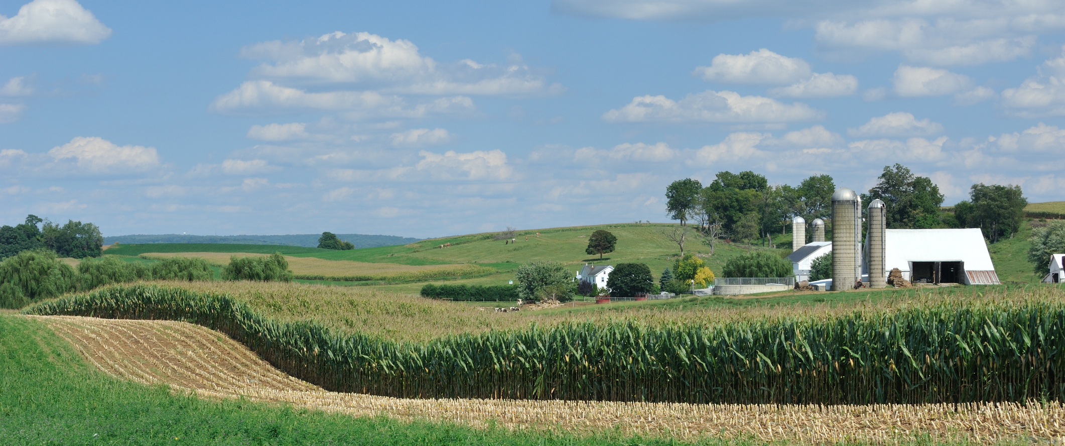 A cornfield with a farm and silo in the background.
