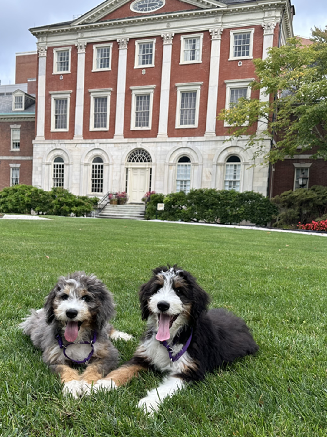 Berniedoodle puppies Willow and Zoey on a lawn outside Pennsylvania Hospital