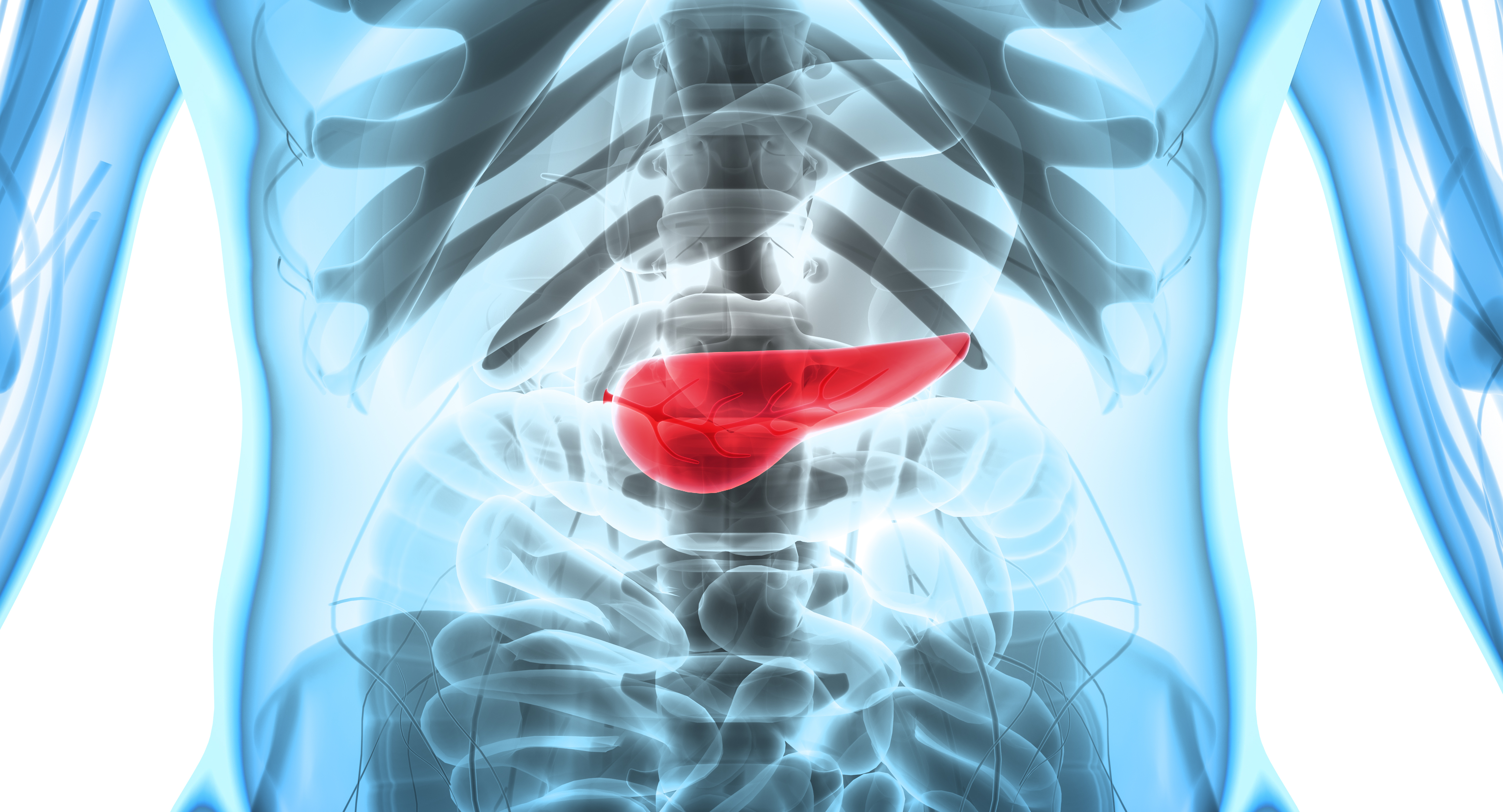 Medical illustration of the pancreas