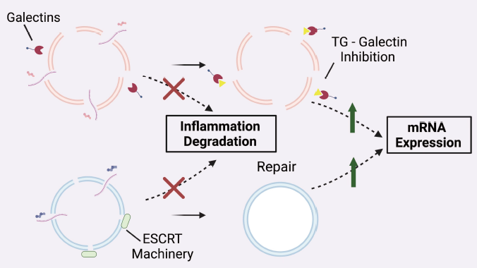 A figure showing the inflammation degradation process.